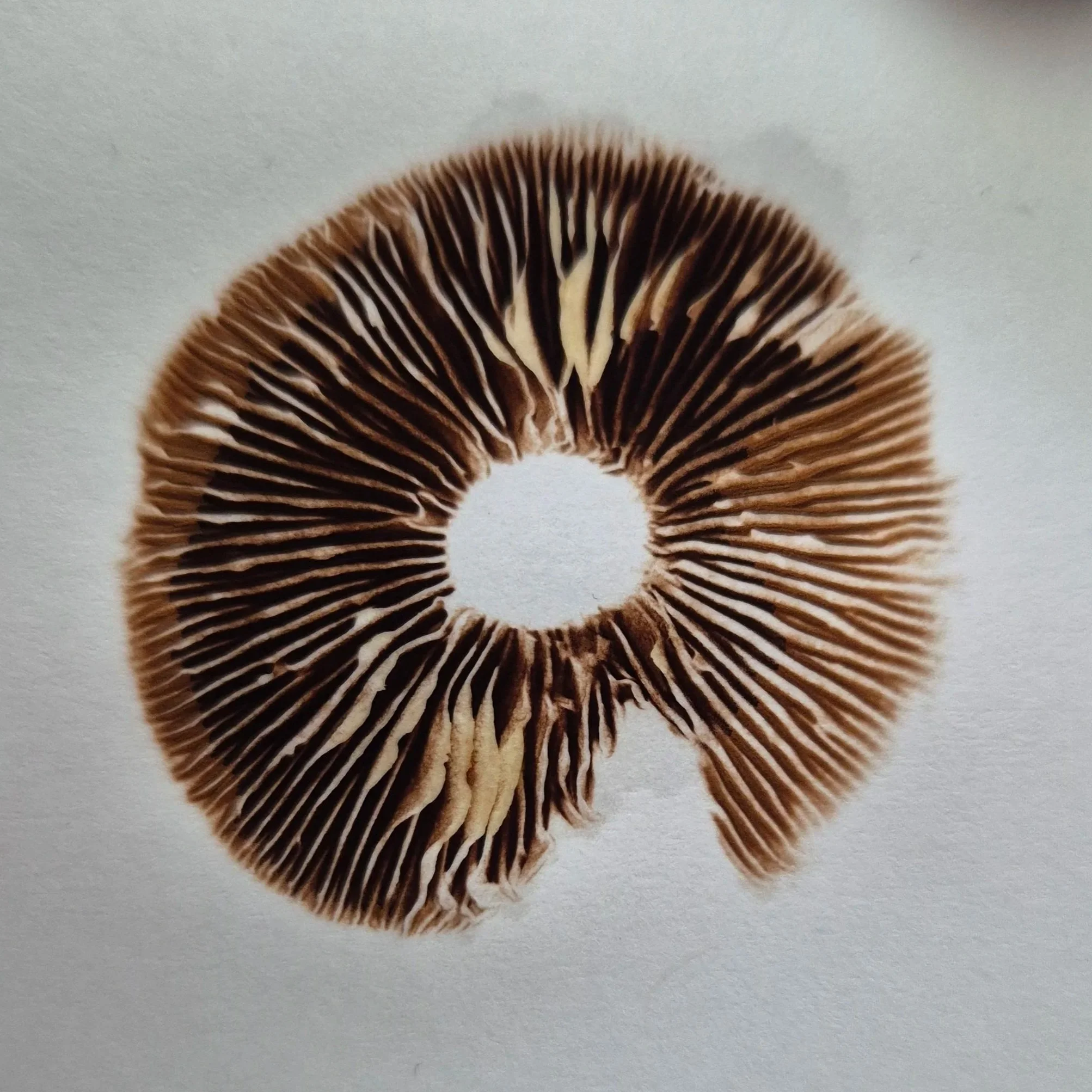 A brown spore print from the suspected Agrocybe pediades which helped with that preliminary identification