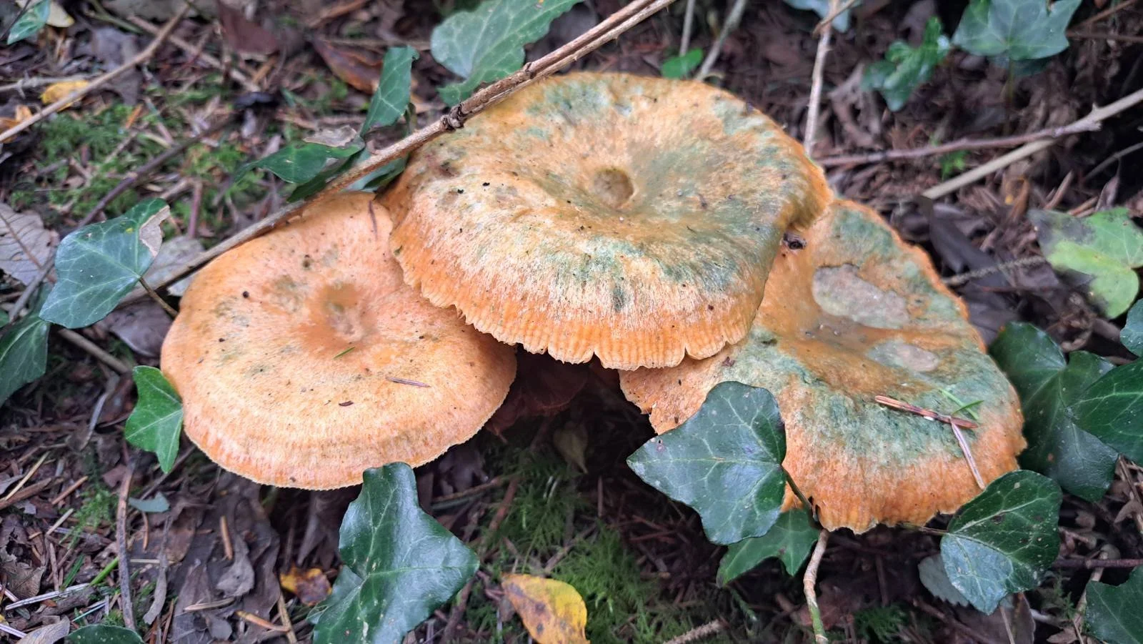 More mushrooms found locally (identification unclear but likely honey fungus)