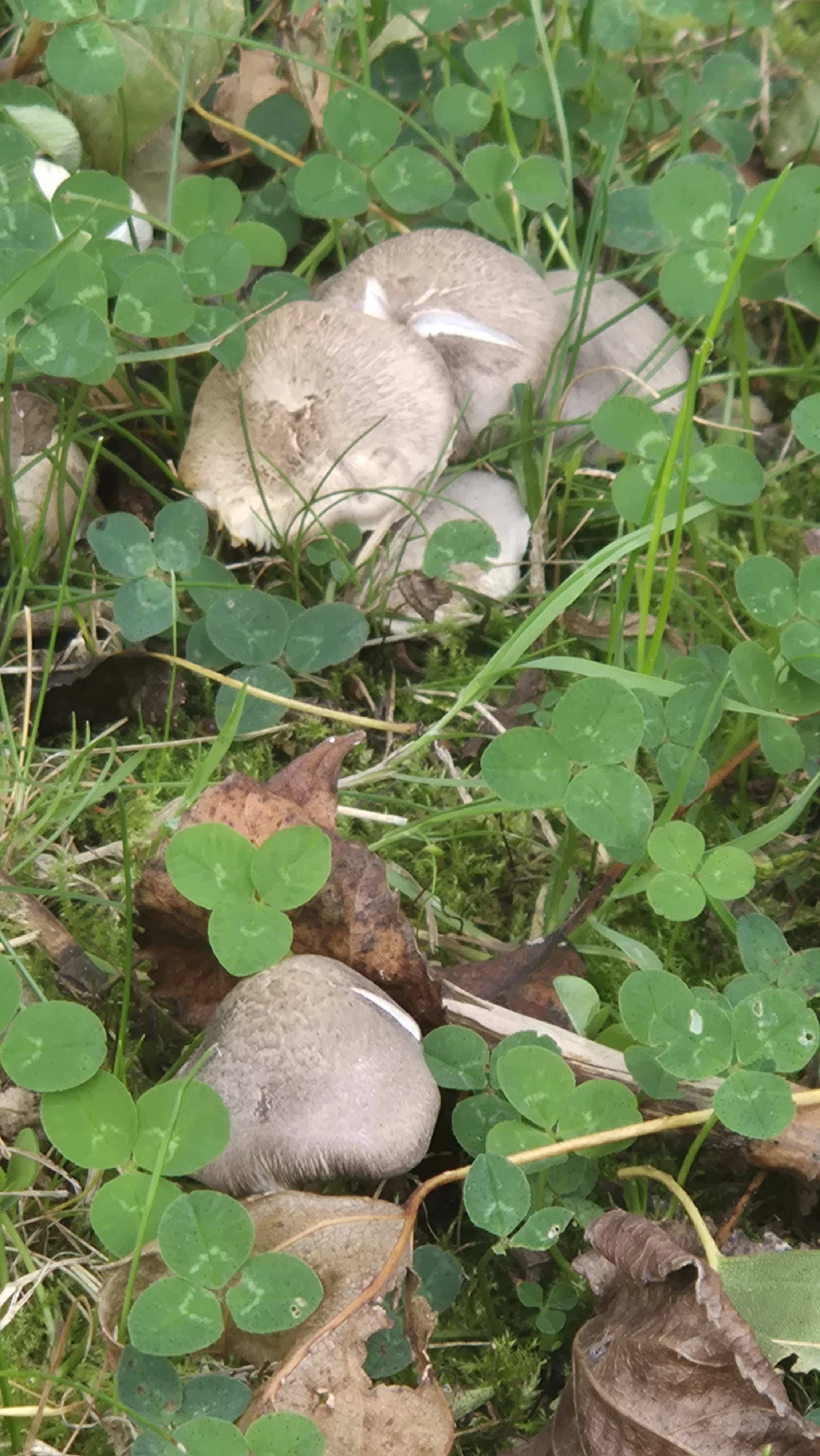 Mushrooms found in GLAS garden, Shangan Road, Ballymun