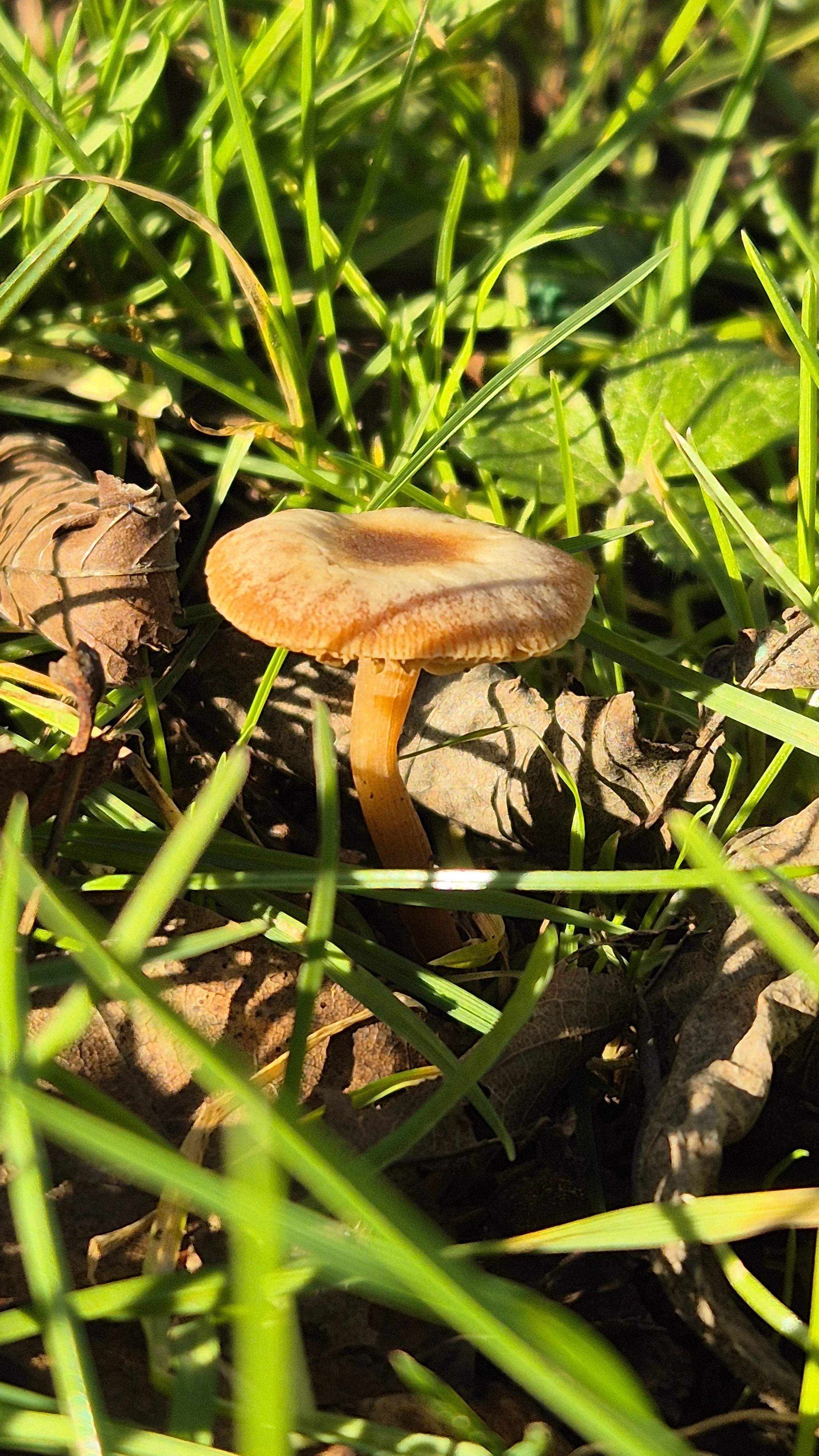 Found in Poppintree Park