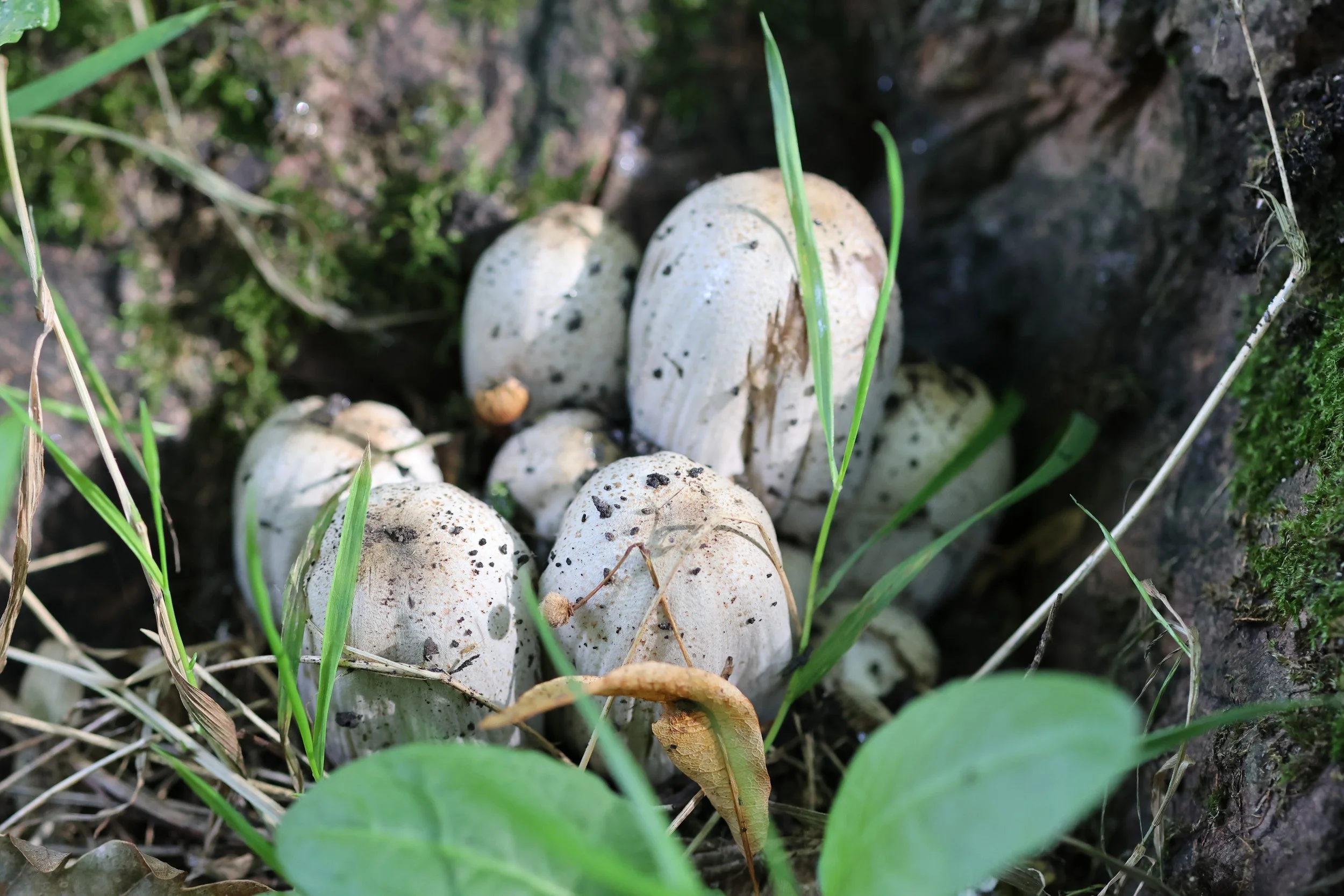 Young Coprinus sp. mushrooms from Santry woods