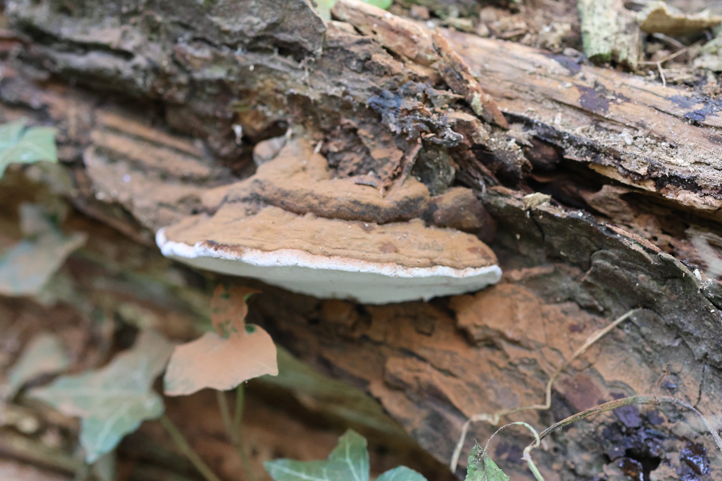Another shot of the artist's conk - Ganoderma applanatum - found in Santry woods. You can see its brown spores on the wood and ivy leaves beneath