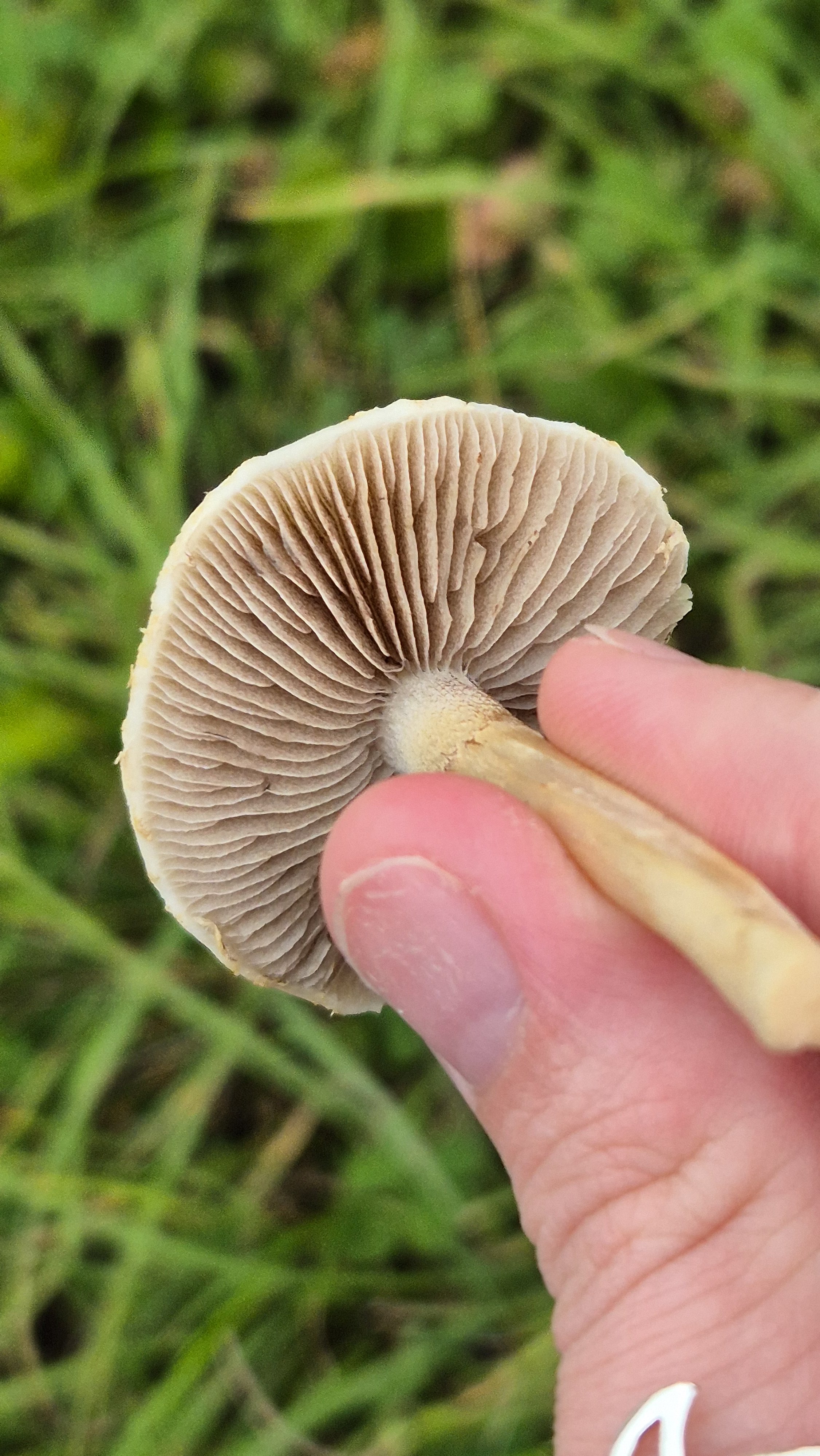 Agrocybe pediades (I think) found outside Ballymun Library
