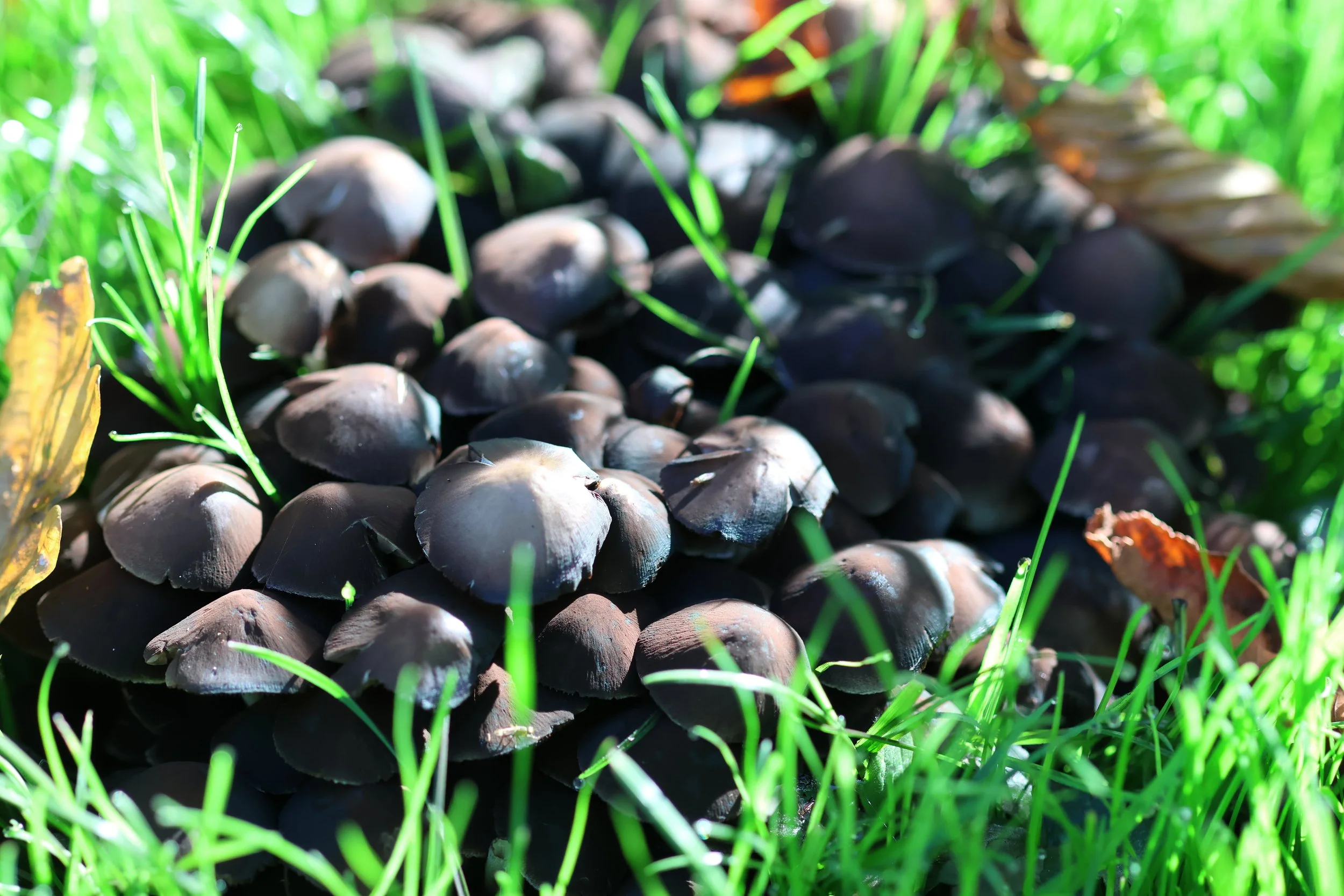 Inkcap mushroom clusters like this were all over Santry woods the day I visited in September