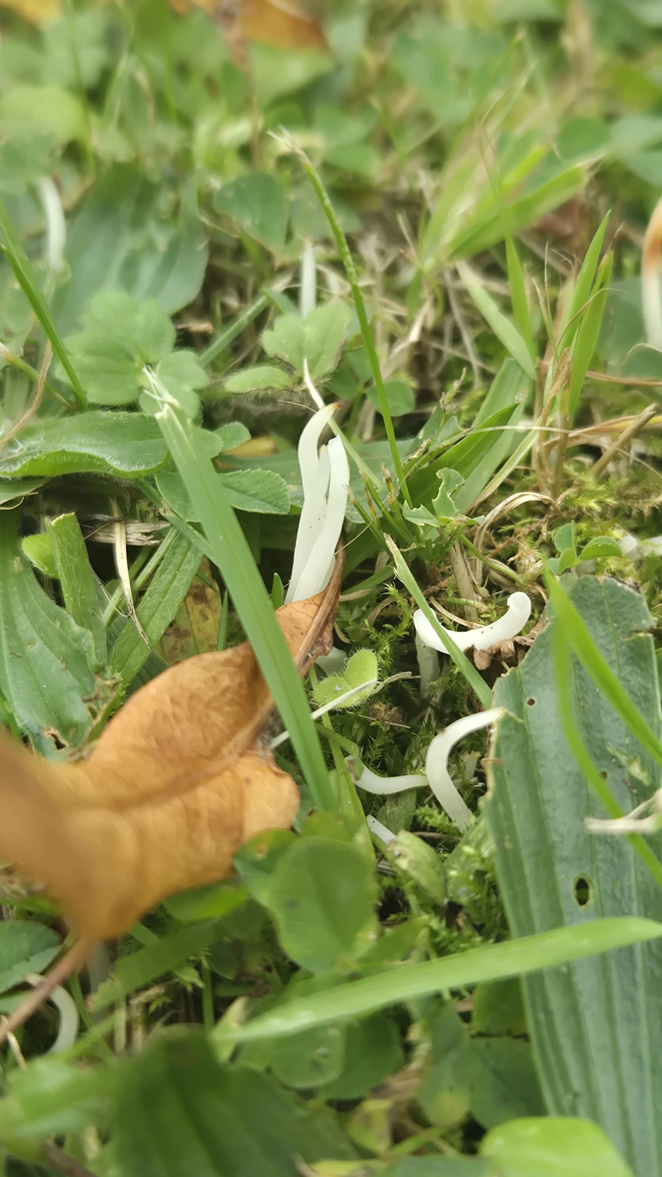 Clavaria Fragilis found near Ballymun - also called Fairy Fingers