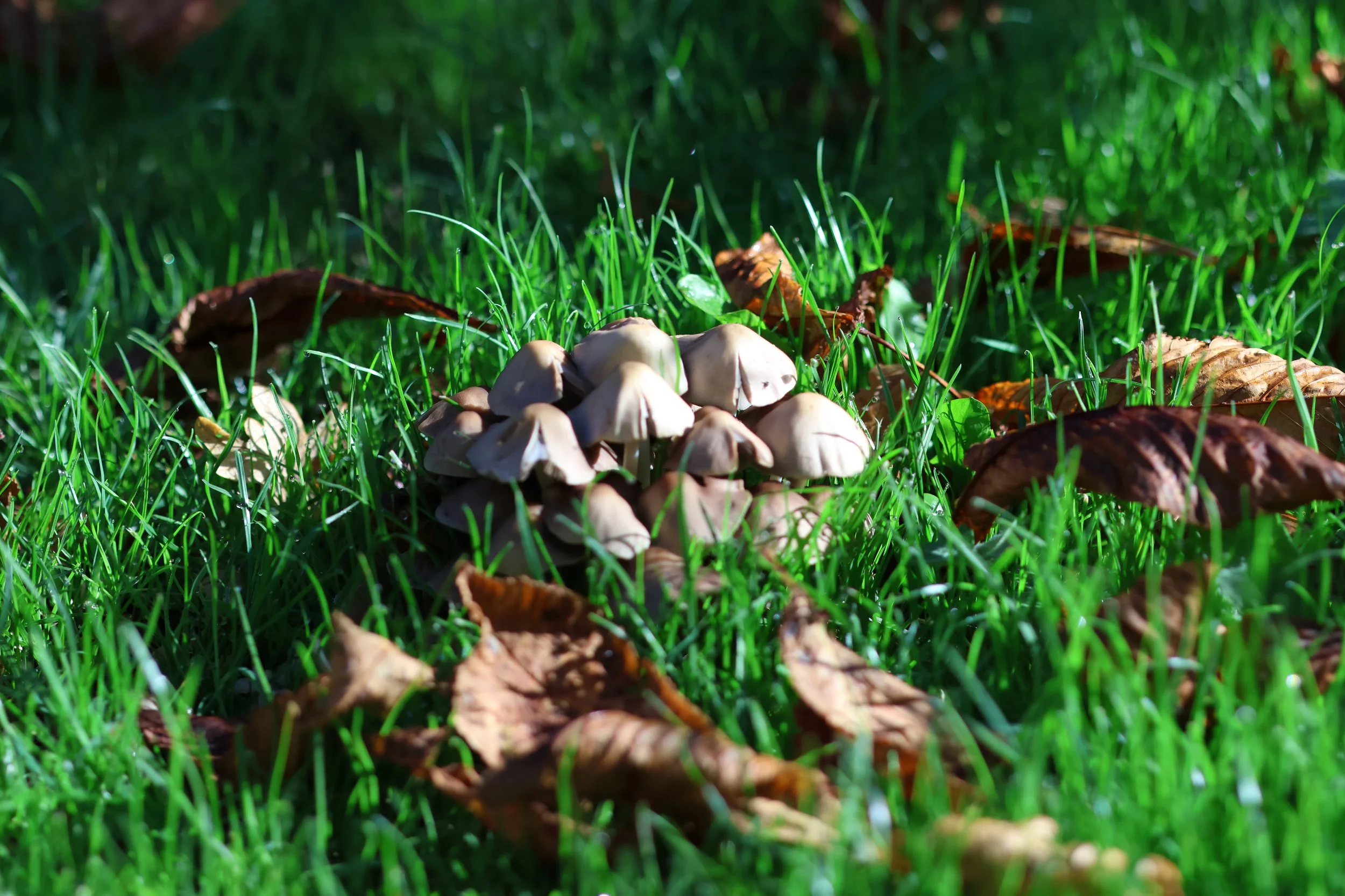 Another cluster of inkcaps