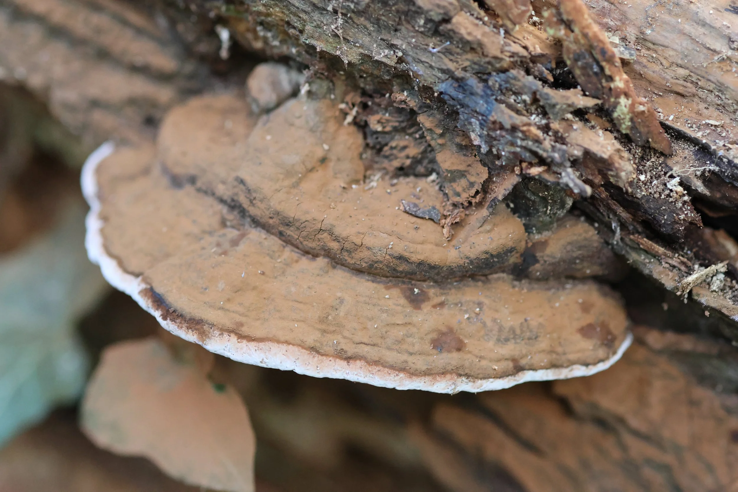 A beautiful specimen of artist's conk - Ganoderma applanatum - found in Santry woods