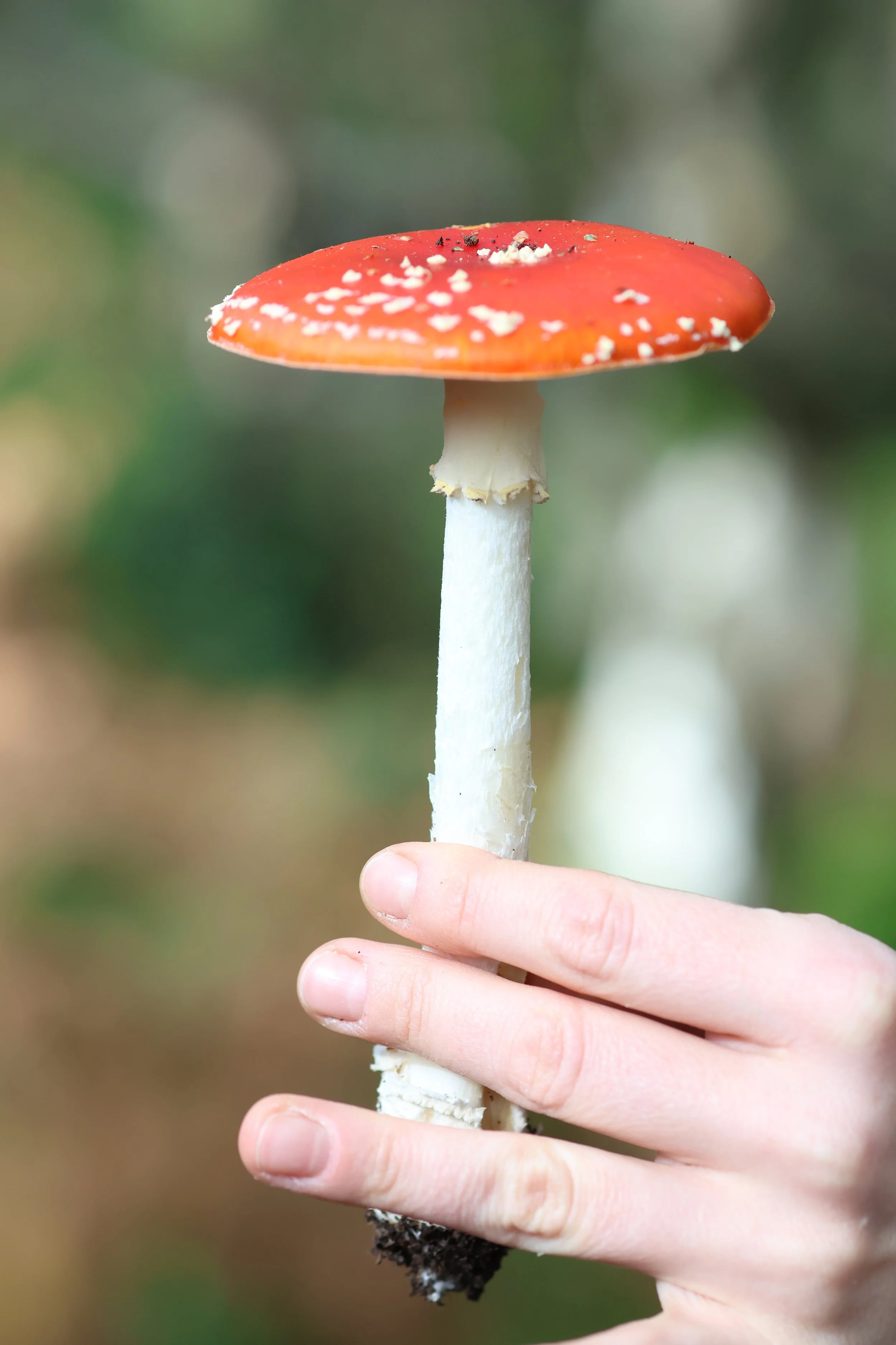 A photo of an iconic Amanita muscaria mushroom I found on a mushroom walk in Howth as part of my bursary period. You can see more photos from this walk on my photography page