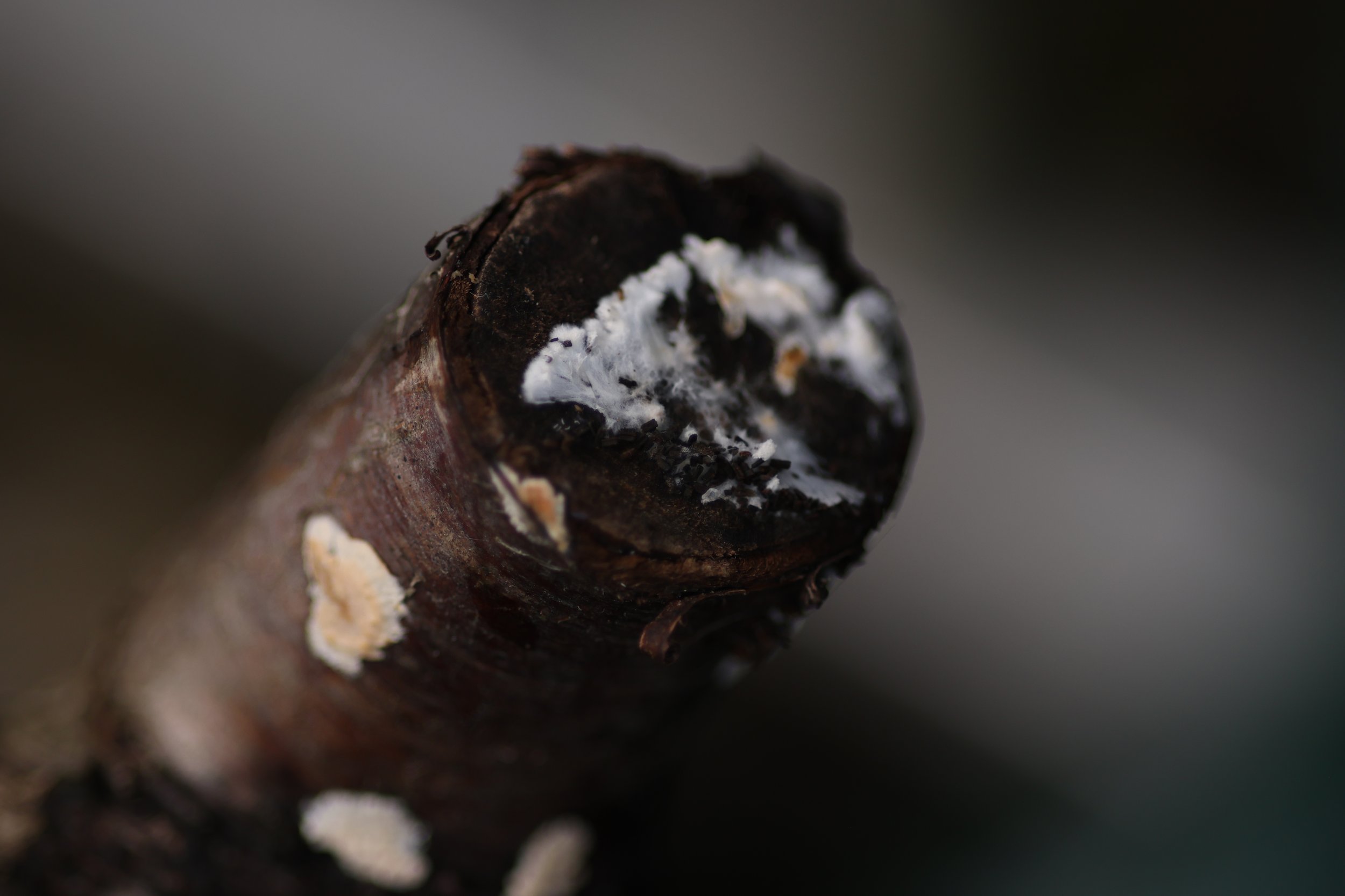 Mycelium forming on a detached branch in my garden in winter