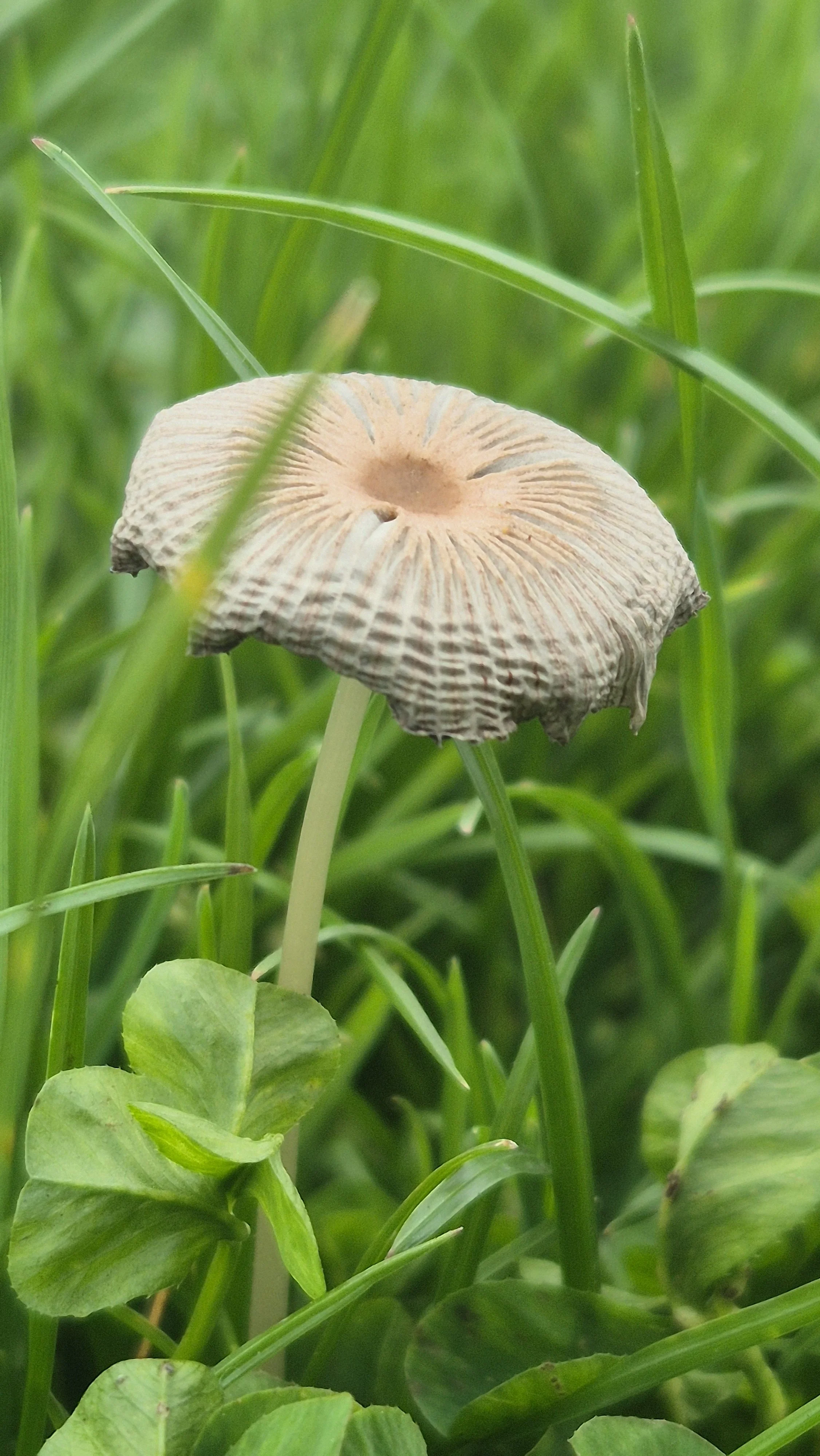 A little Parasola plicatilis (mostly likely) mushroom from a dispersed group found near the former Ballymun Shopping Centre site