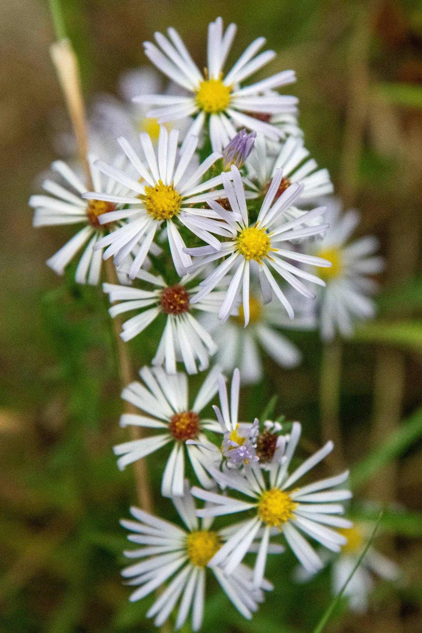 DBR_2215.jpg