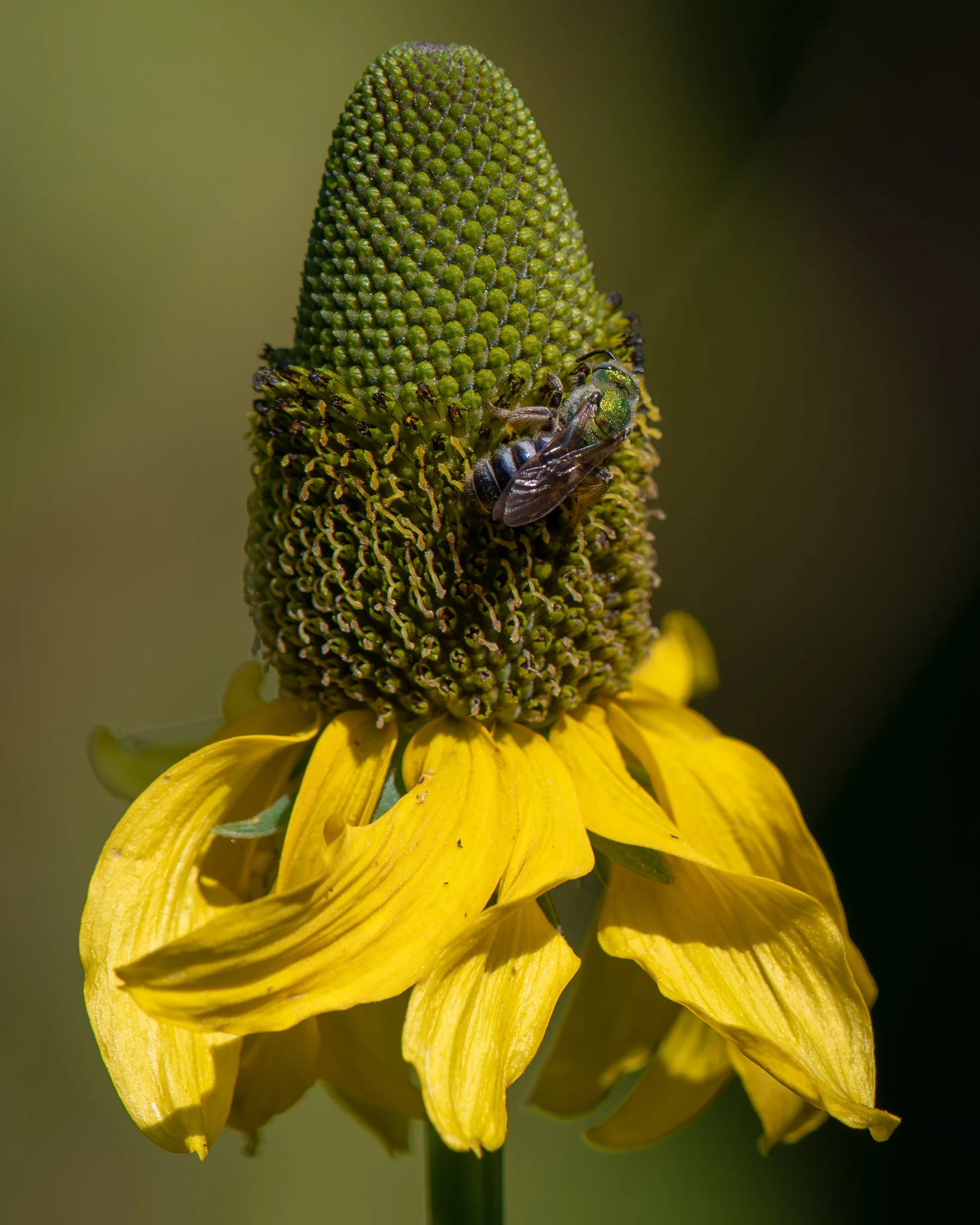 glaucescens_new_2048-2.jpg