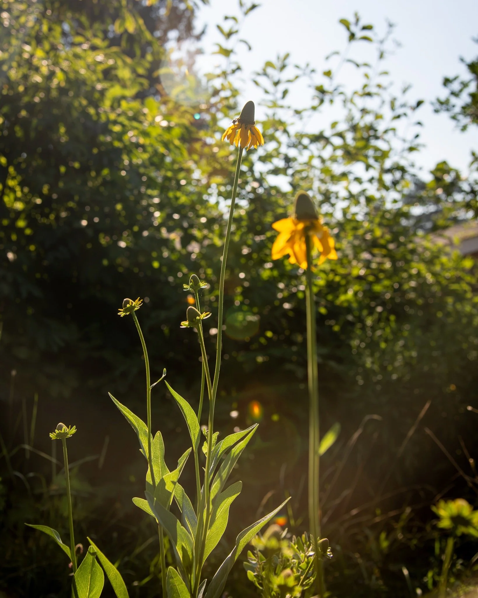 glaucescens_2048-2.jpeg