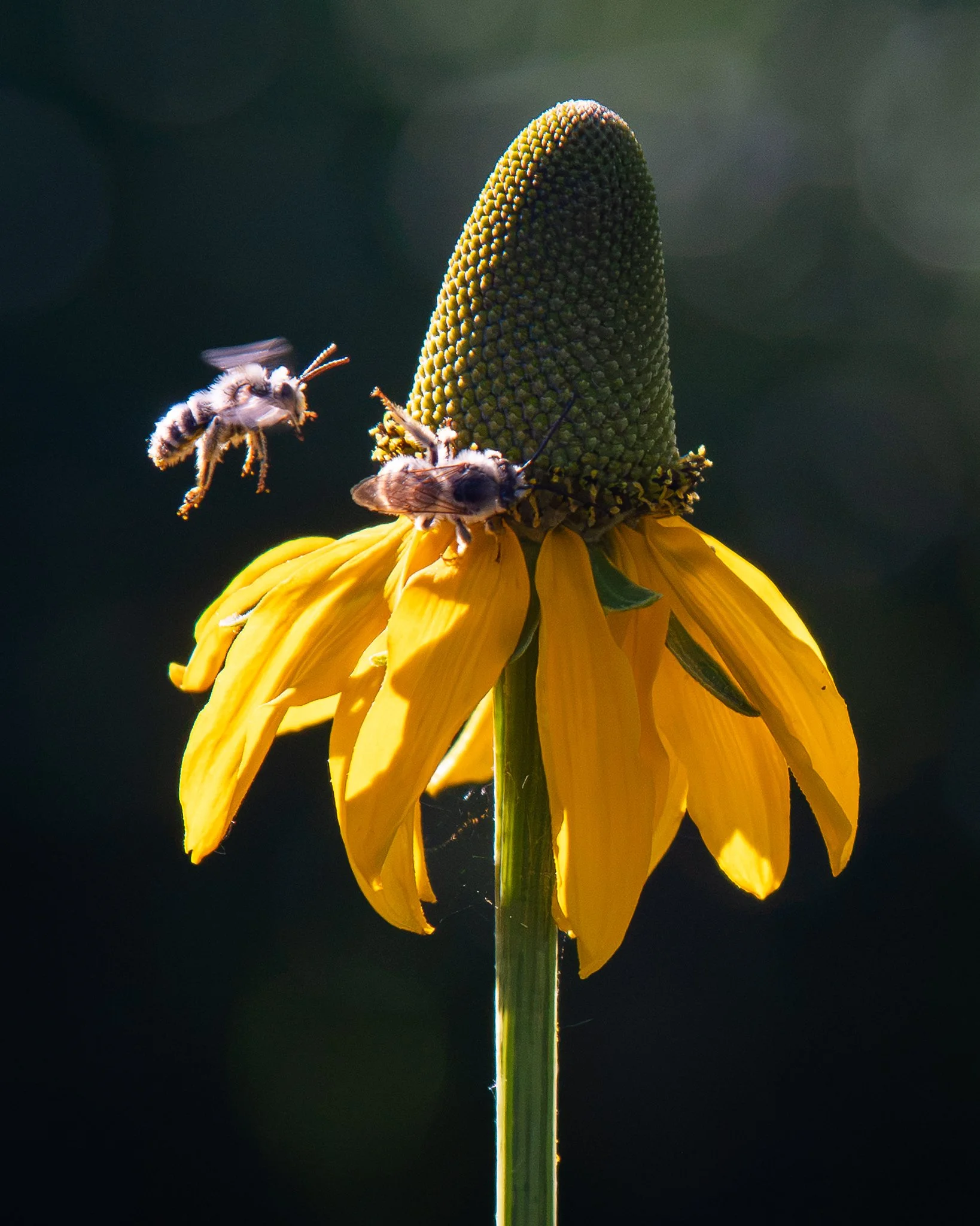 glaucescens_2048-4.jpg