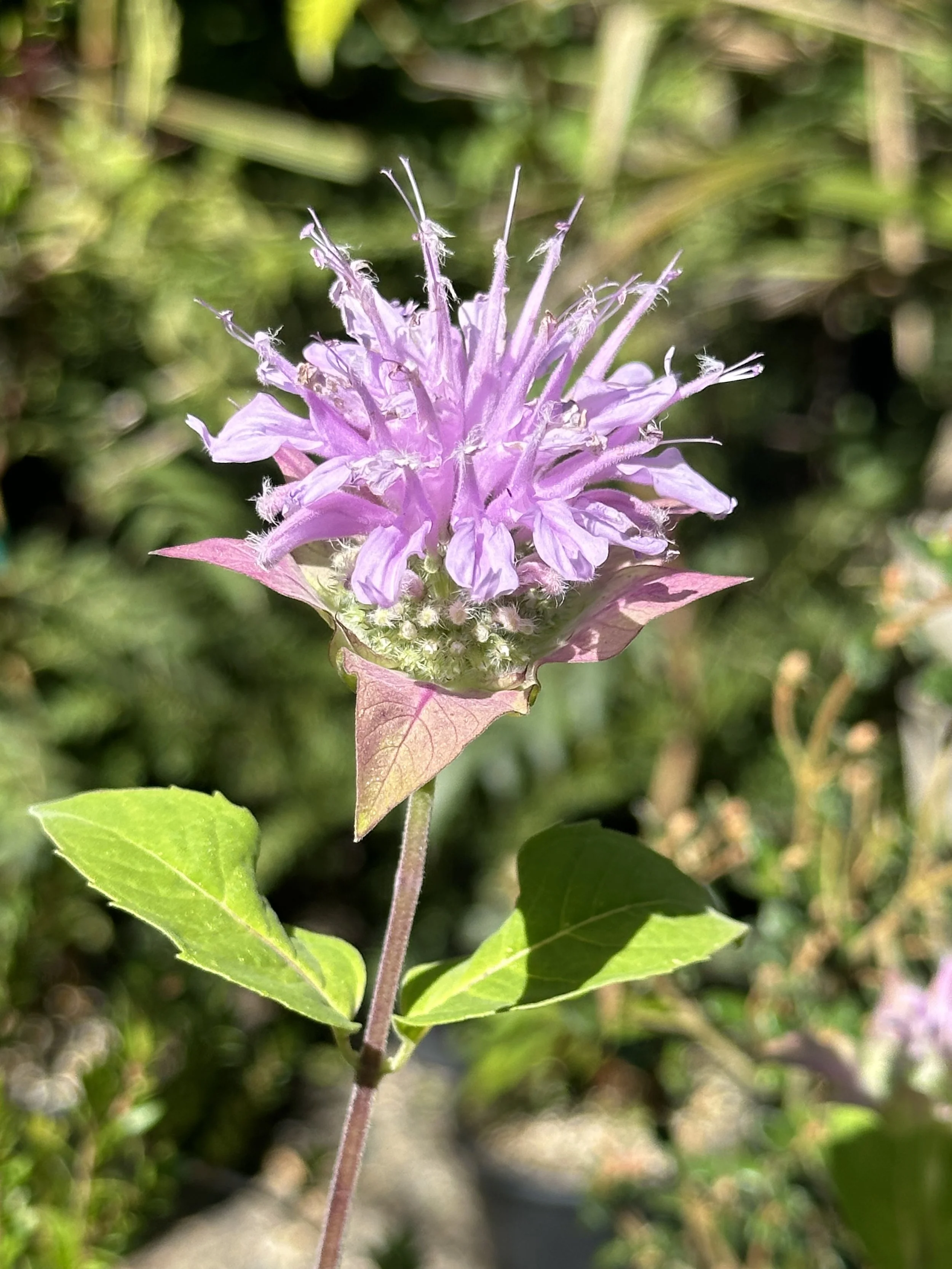 IMG_4168.jpeg