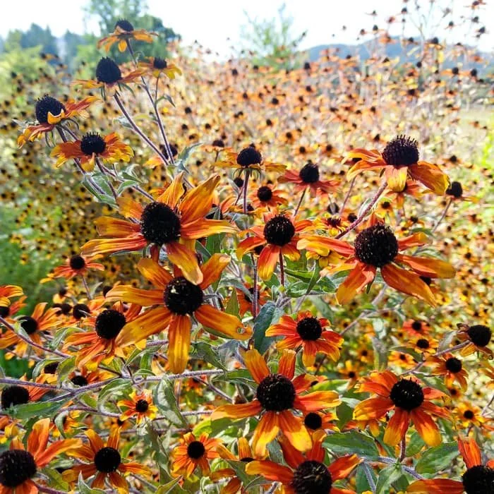 prairie-glow-rudbeckia-2.jpg