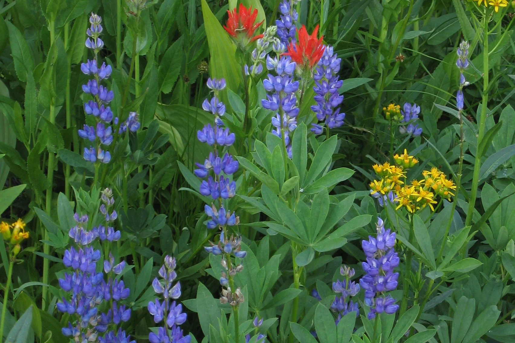 Broadleaved_lupine_Lupinus_latifolius.jpg