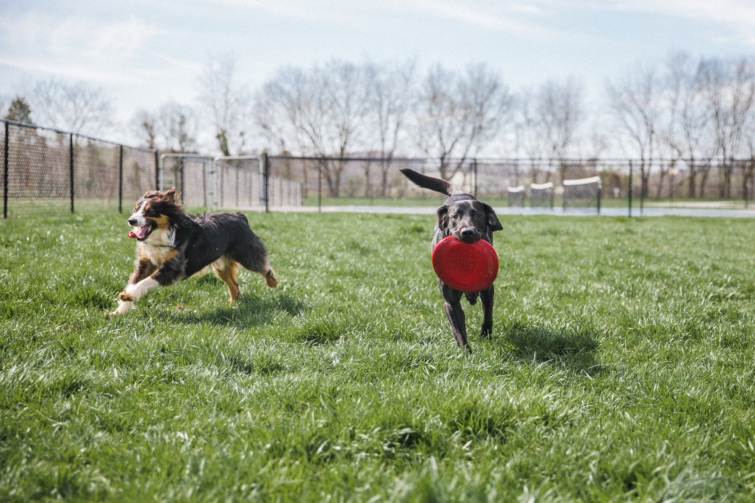RV Park, Dog Park, Pet Friendly RV Park