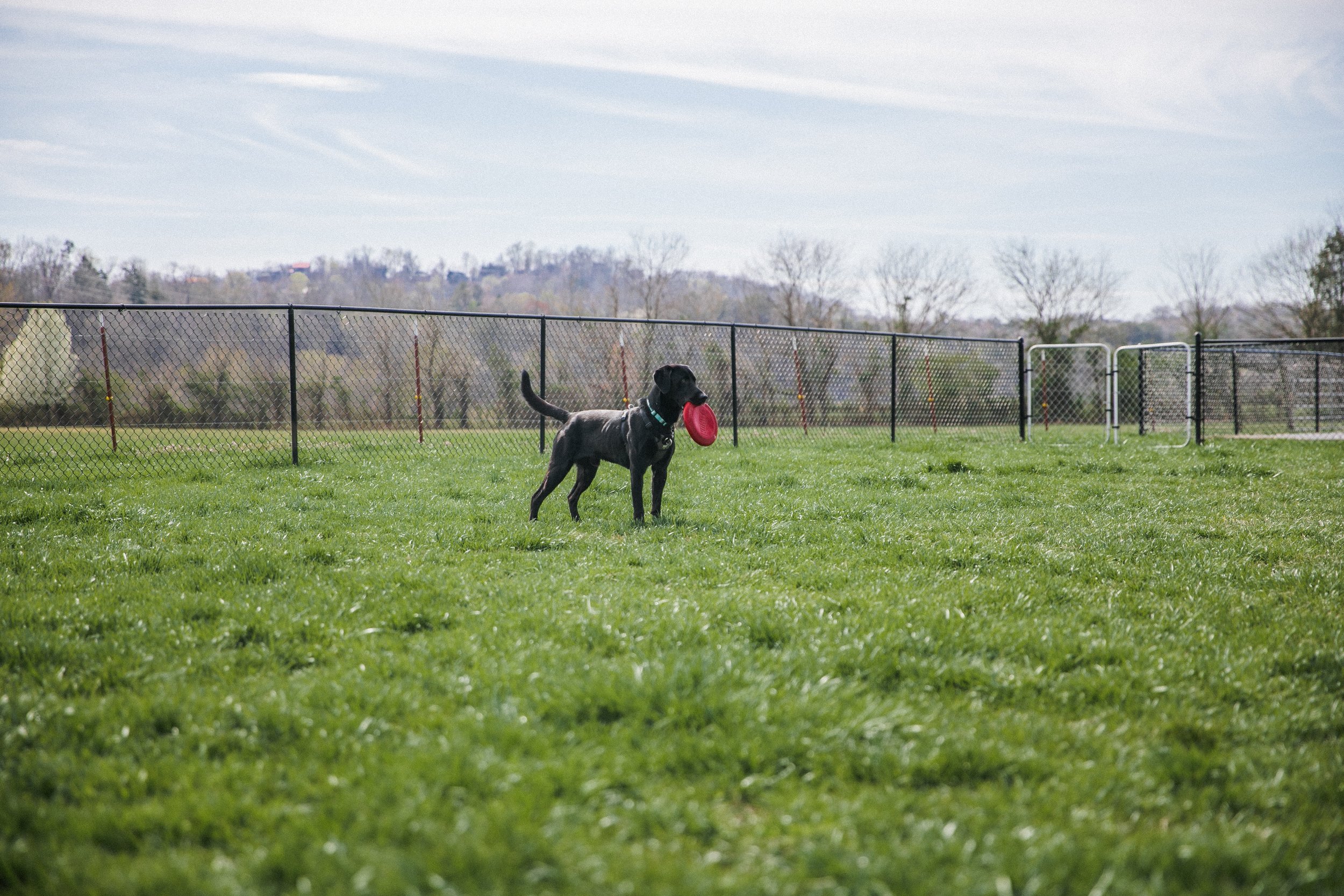 RV Park, Dog Park, Pet Friendly RV Park