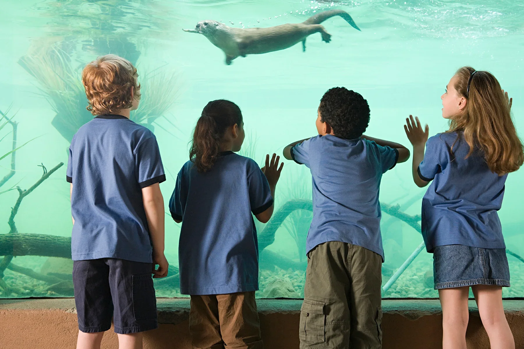 iStock_000014265589_otter_web.webp