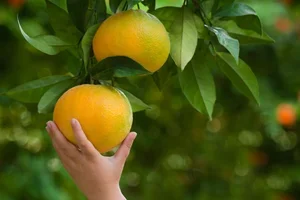 iStock_000015731145_orange_hand_w.webp