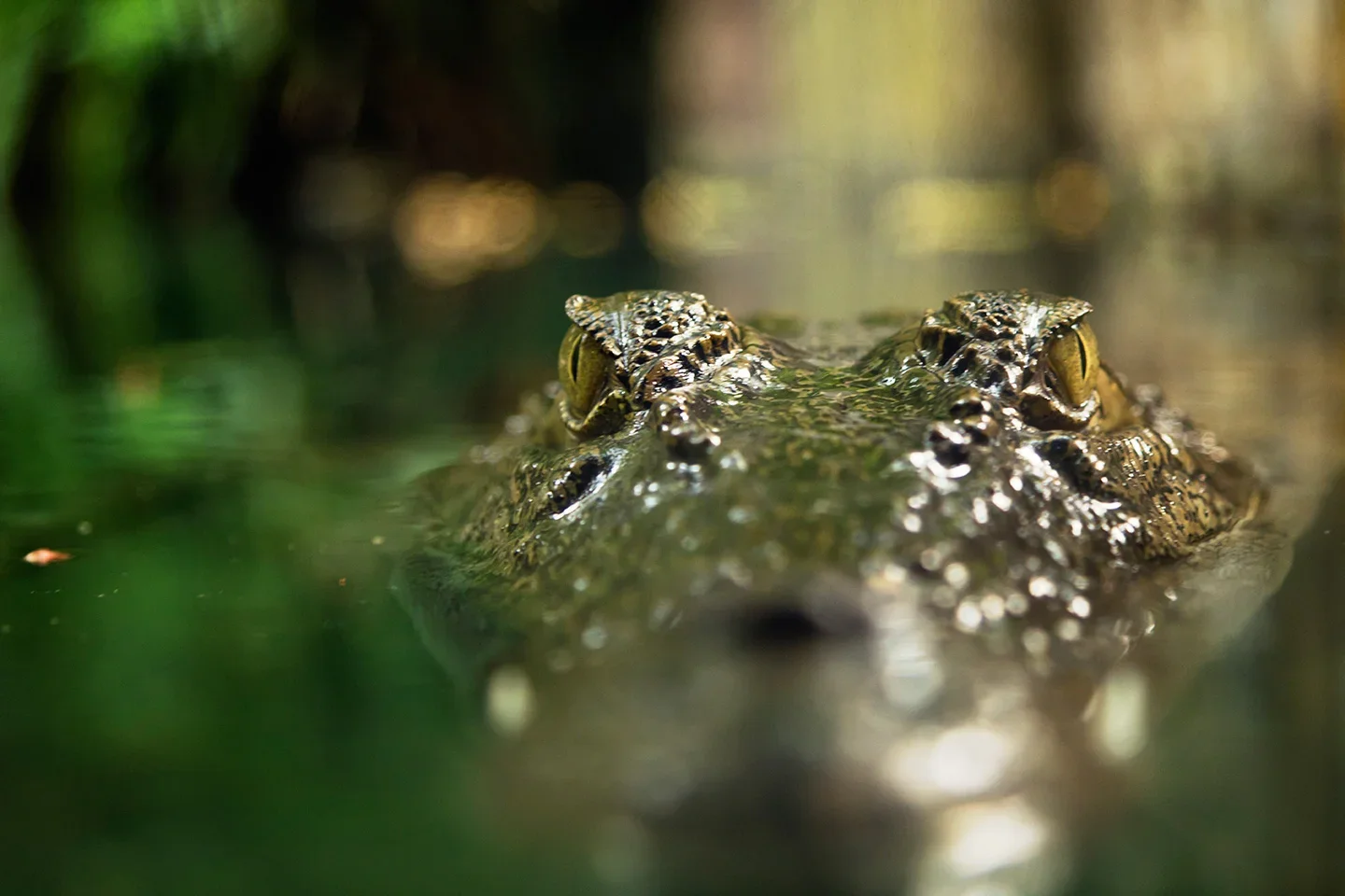 iStock_000039176970_gator_web.webp