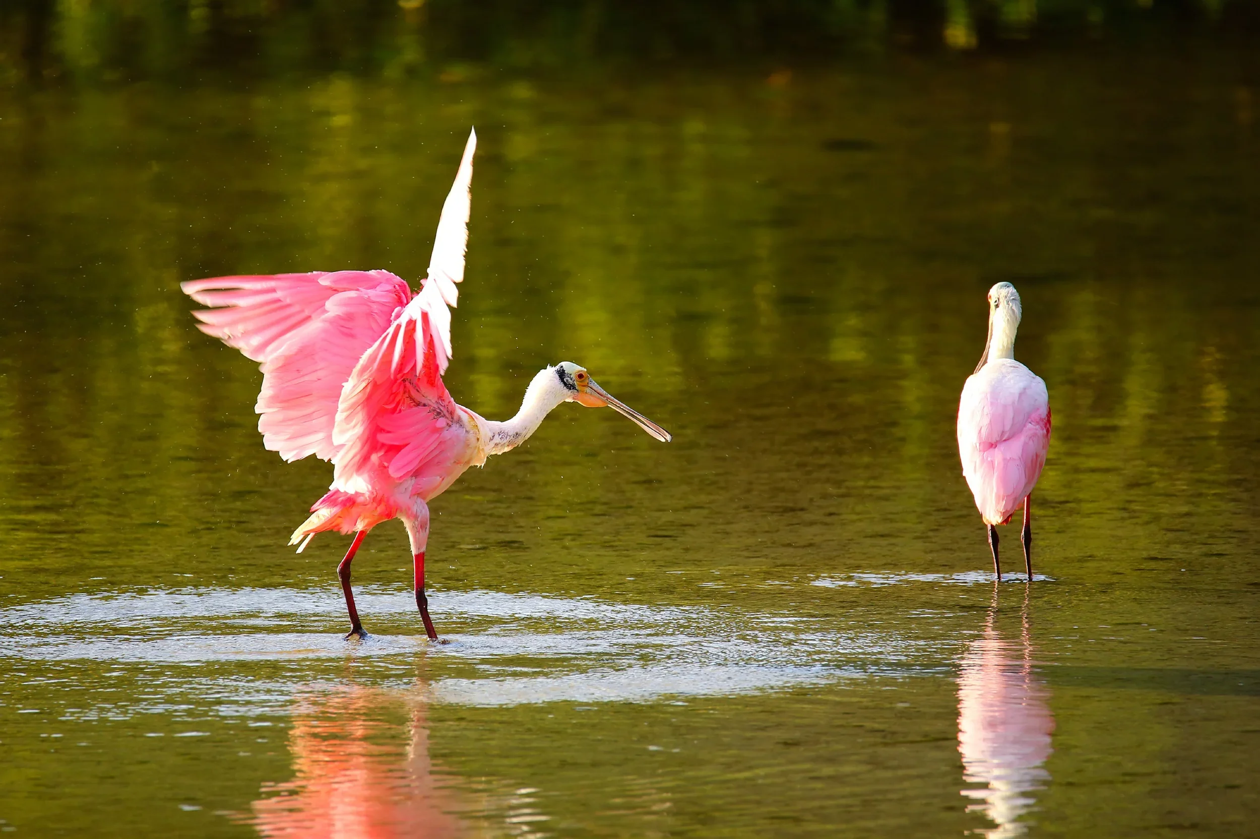 iStock_000089927451_birds_web.webp