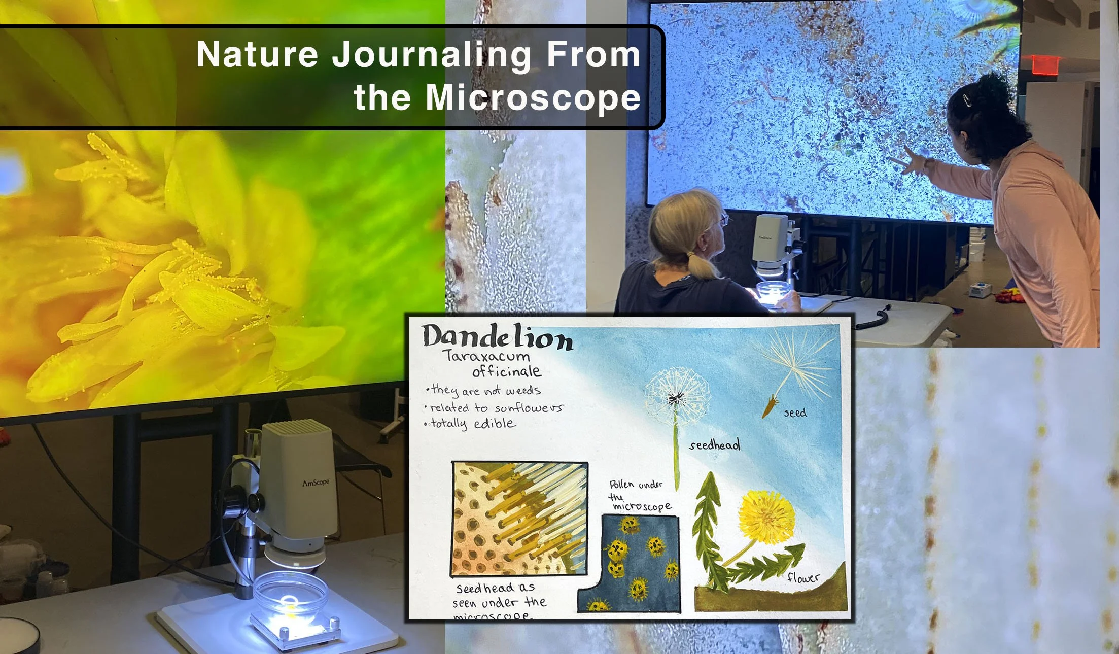 Nature Journaling with Microscopes