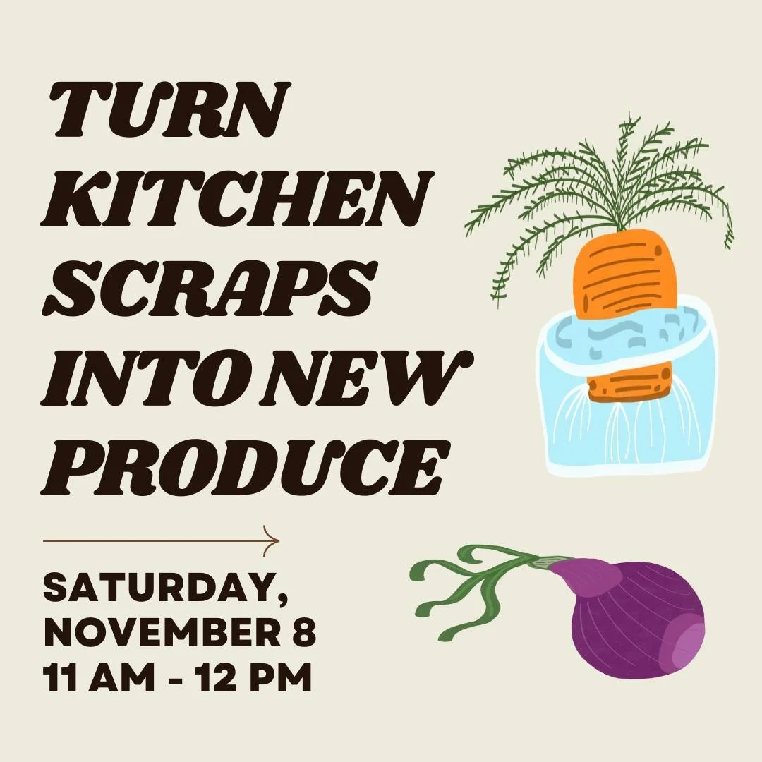 Join us for our Kitchen Scraps Regrow Class! This Saturday, November 8th from 11AM-12PM we will be leading a workshop on how you can regrow your vegetable scraps to have your own mini (or large) garden!

This class is aimed at providing ideas about h
