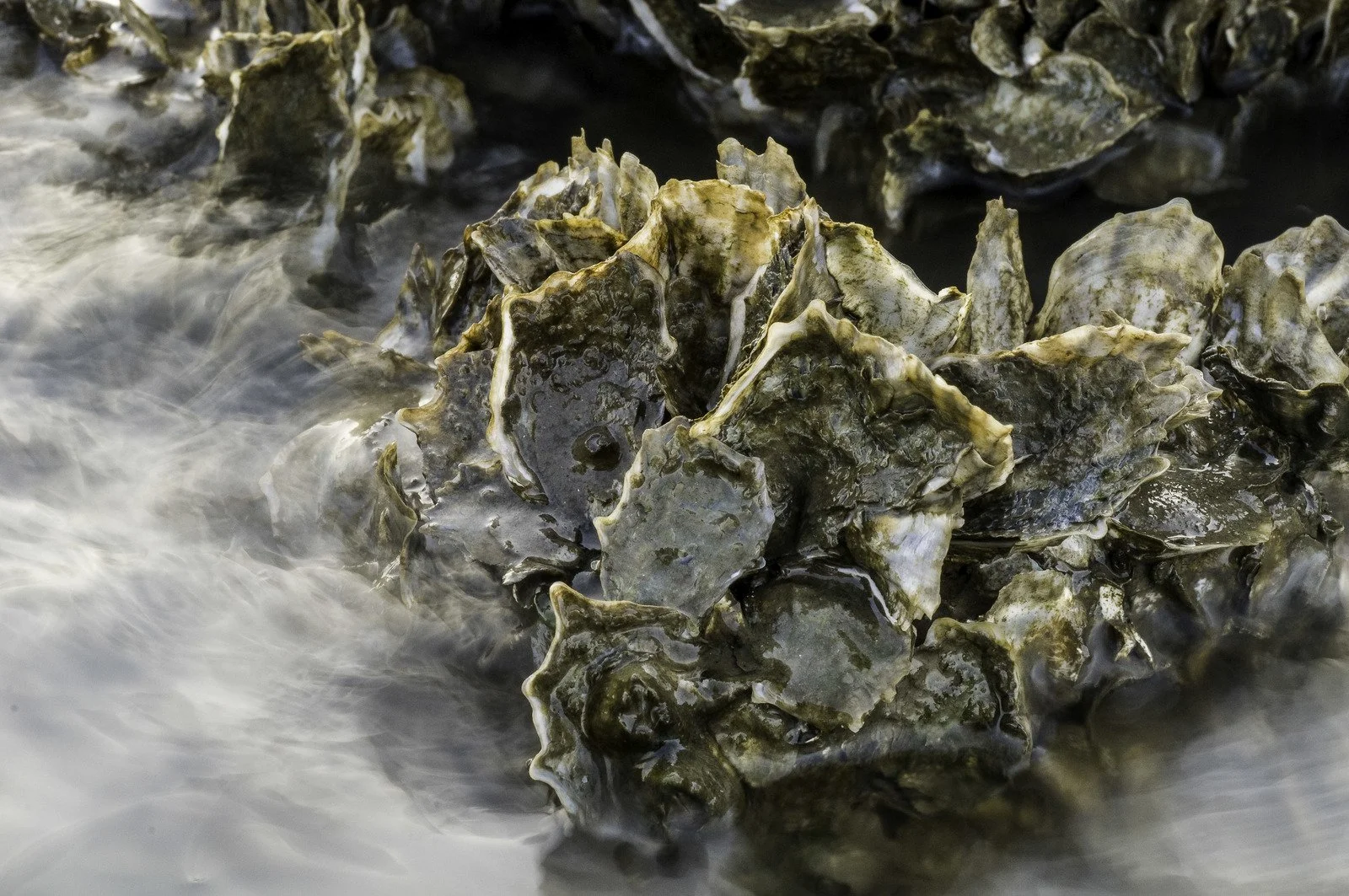 Speaker Series: NY Artificial Reef Program