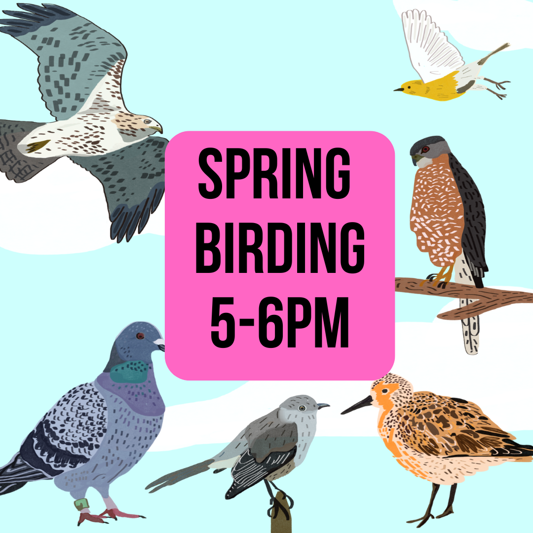 Spring Birding with Gabriel Willow