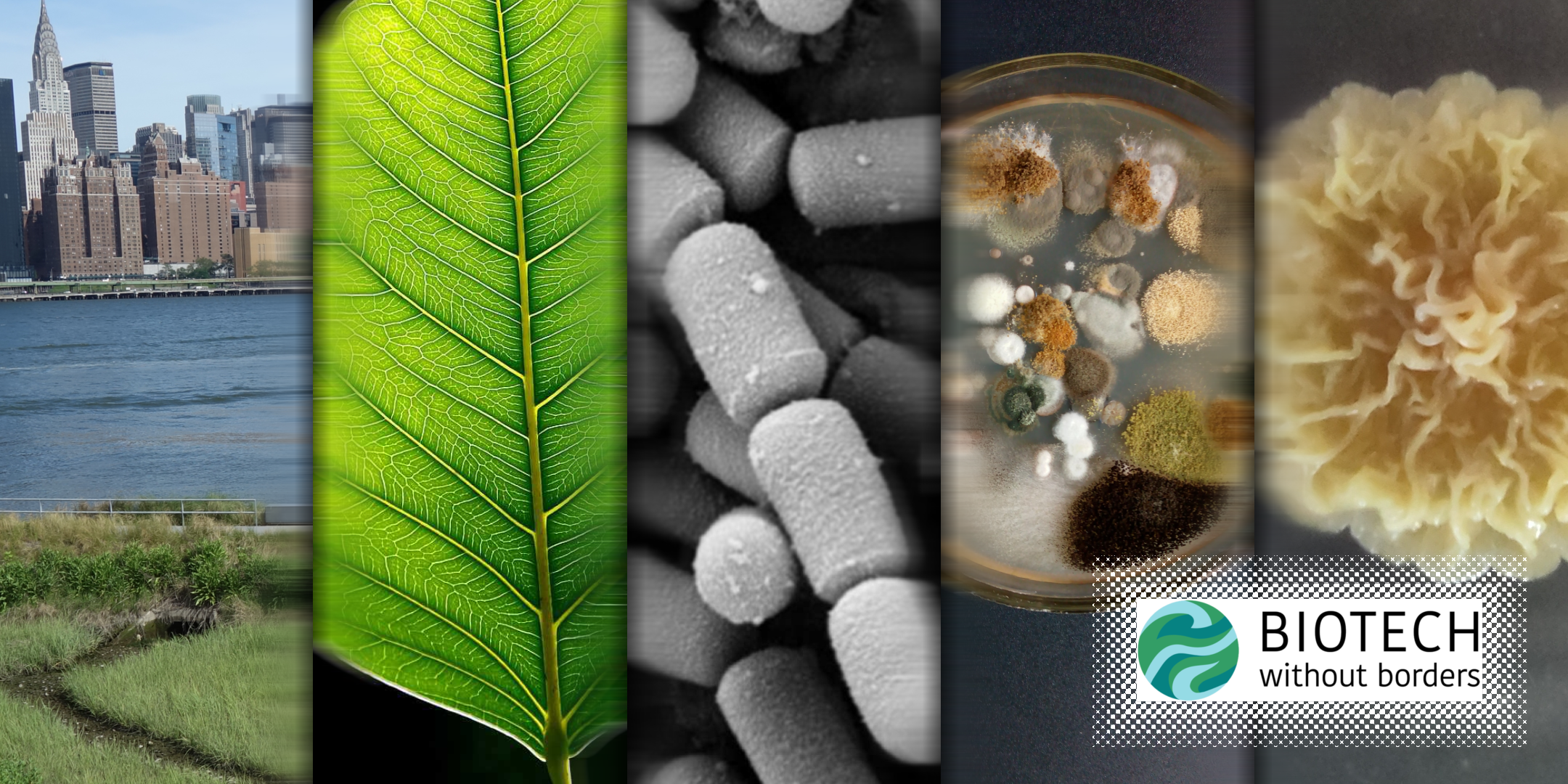 Tiny Safari: Microbe Walk &amp; Plate Viewing