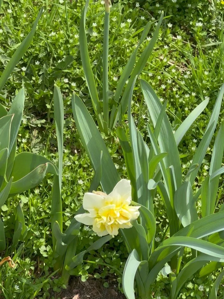 spring in the park! if you joined us for Bulbfest in November, some of the bulbs you planted may be in bloom!
