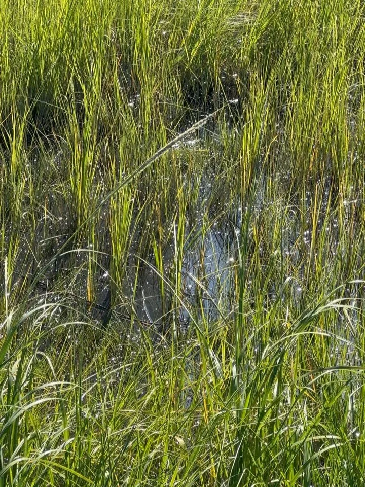 Join us next Thursday, April 9th from 6-7:30 for our Wetland Grasses Walk! Our staff will lead everyone on a walk through our restored salt marshes, teaching about coastline resilience, the history of NYC wetlands, and the animals and plants in our o