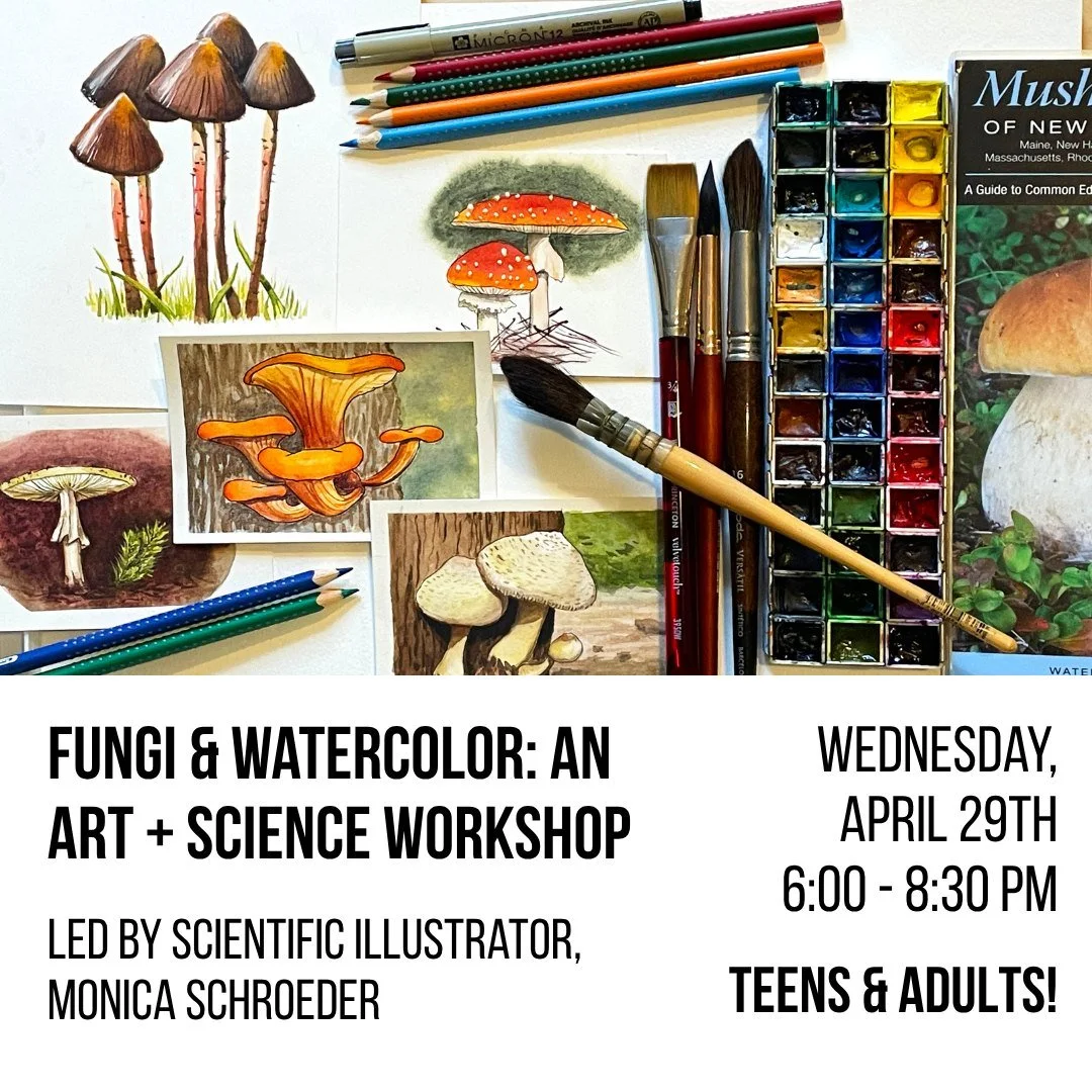 Join scientific illustrator Monica Schroeder for an adult, beginner-friendly watercolor workshop exploring the fascinating world of fungi and mushrooms.

We&rsquo;ll begin with a brief presentation featuring fun facts about fungi, an introduction to 