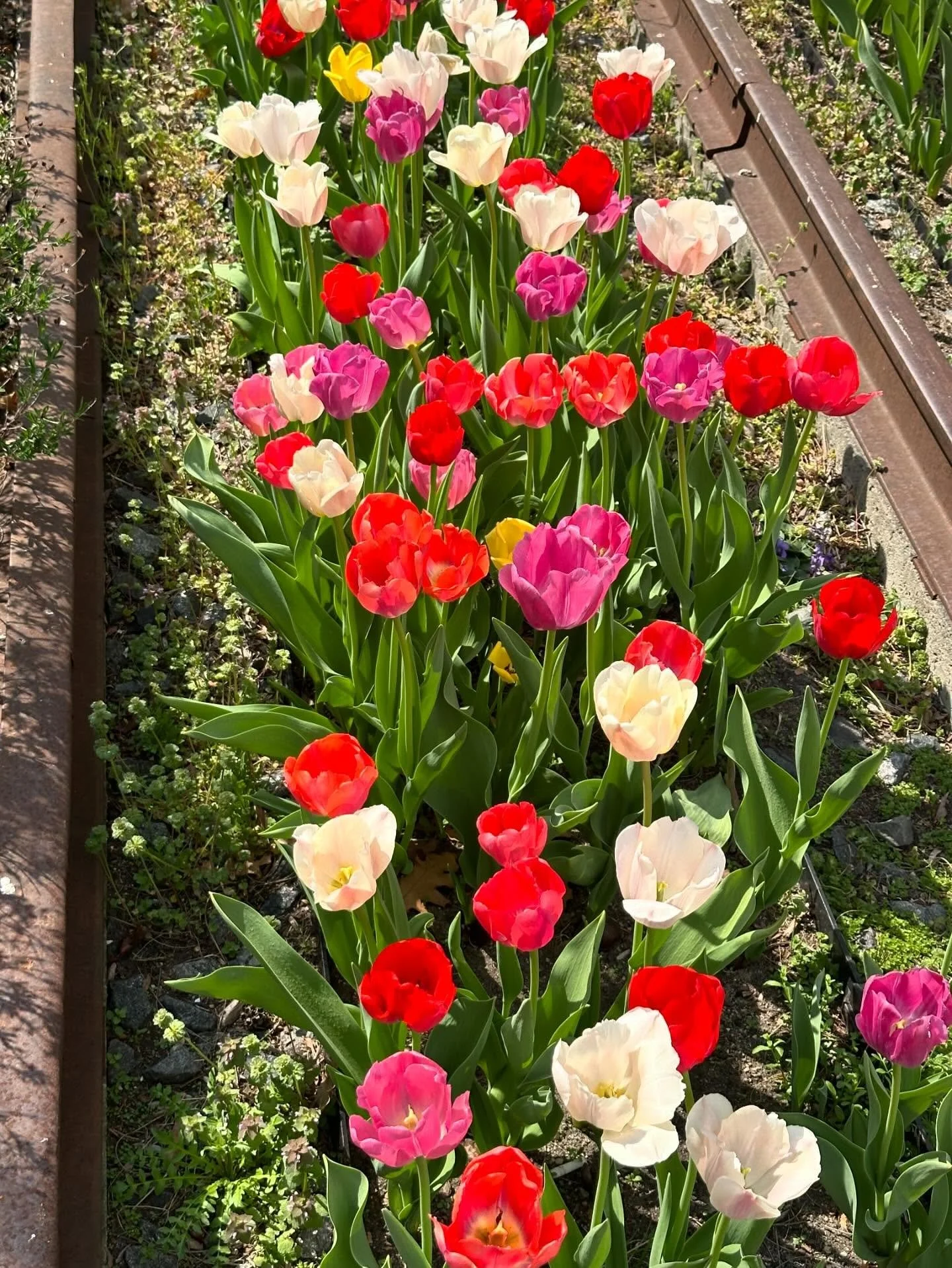 Happy Earth Day! Our parks are essential to our greater NYC ecosystem and supporting our local ecology! If you would like to make a difference this Earth day, please consider donating to the Hunters Point Parks Conservancy to support our conservation