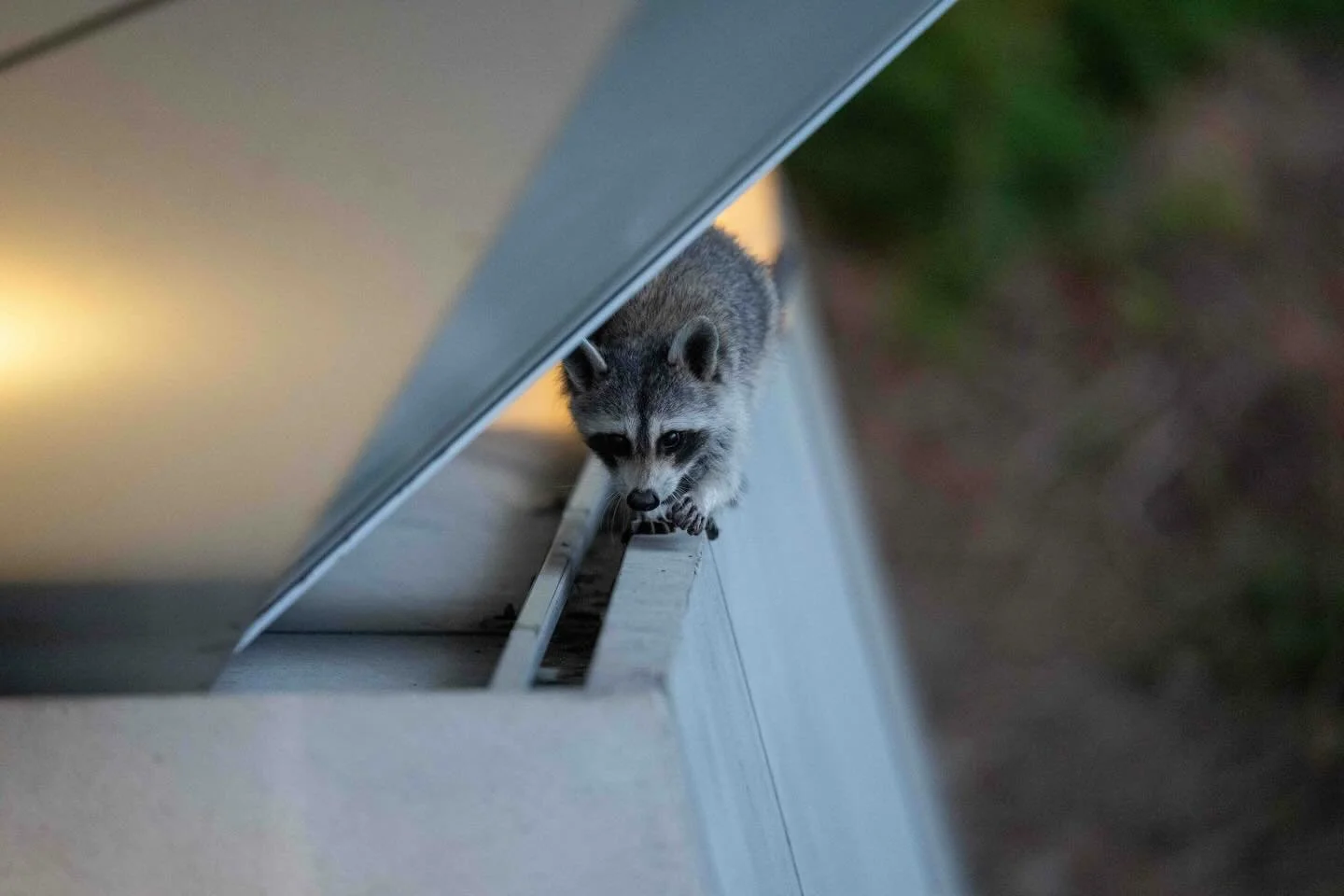 a recent park visitor :) photo by @lic_birder