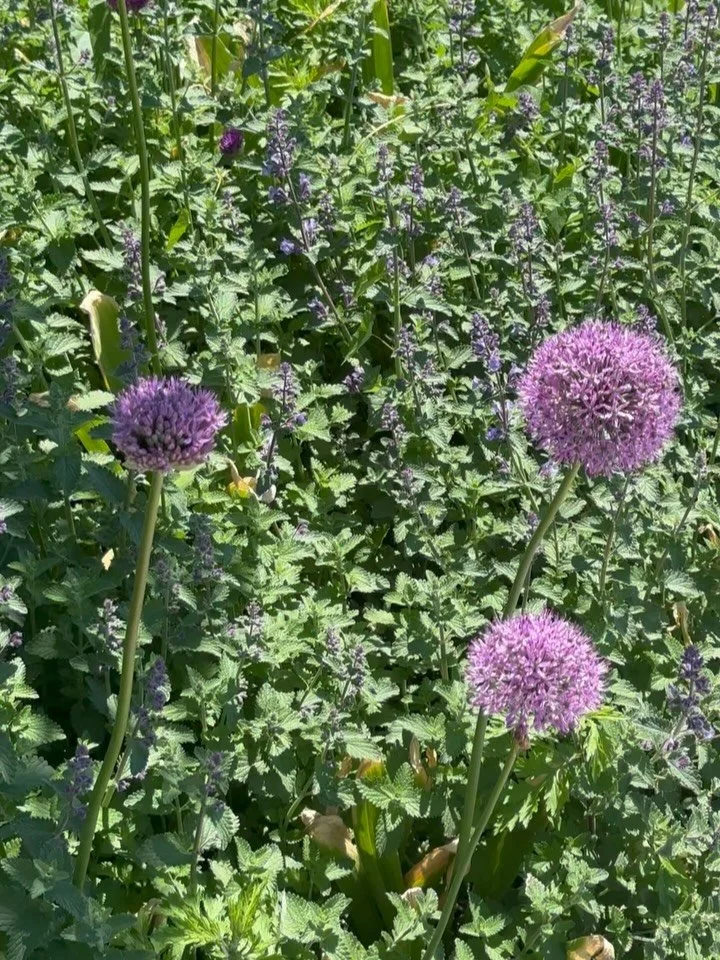 come by and see our blooming ornamental alliums!