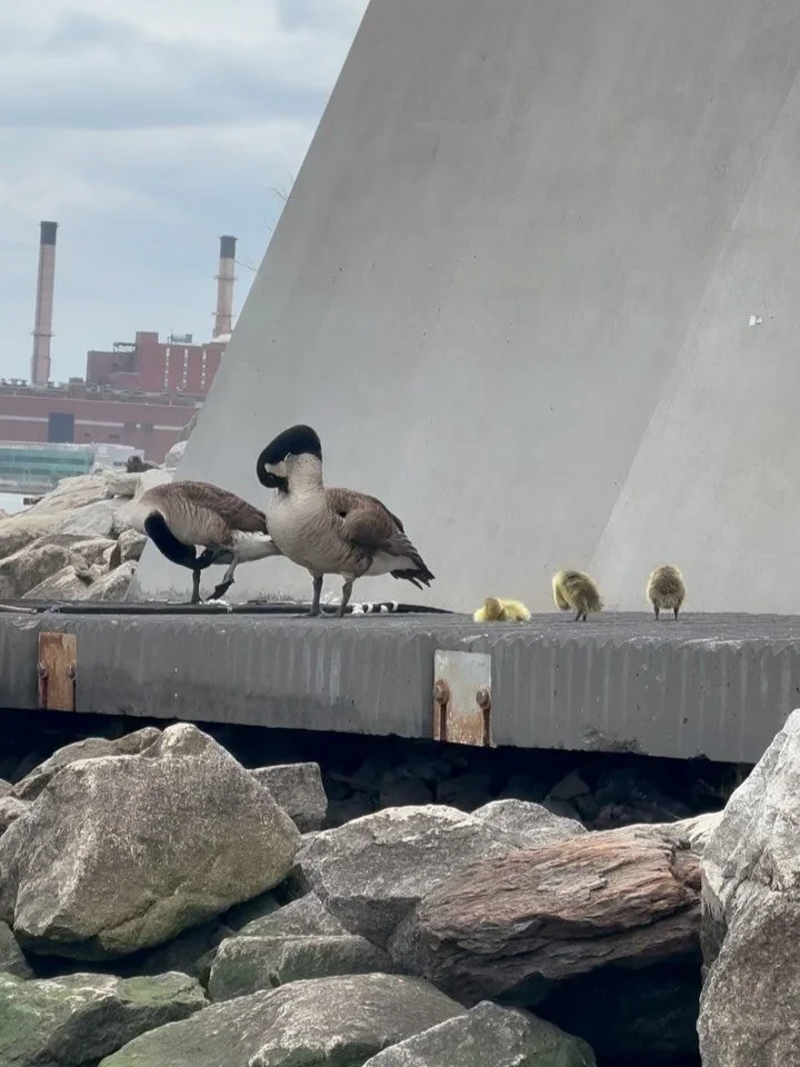 visitors to our kayak launch !