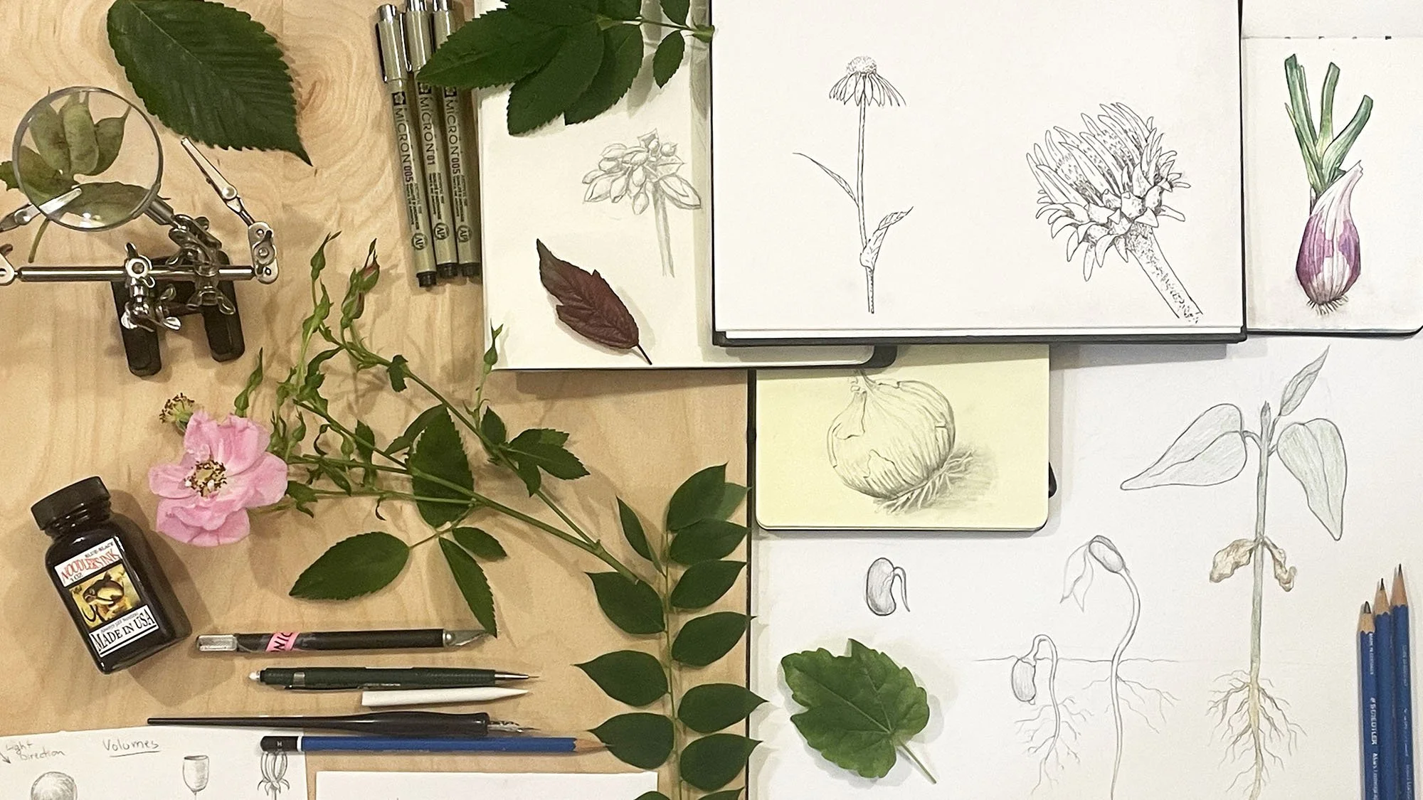 Botanical Sketching with Pencil & Ink