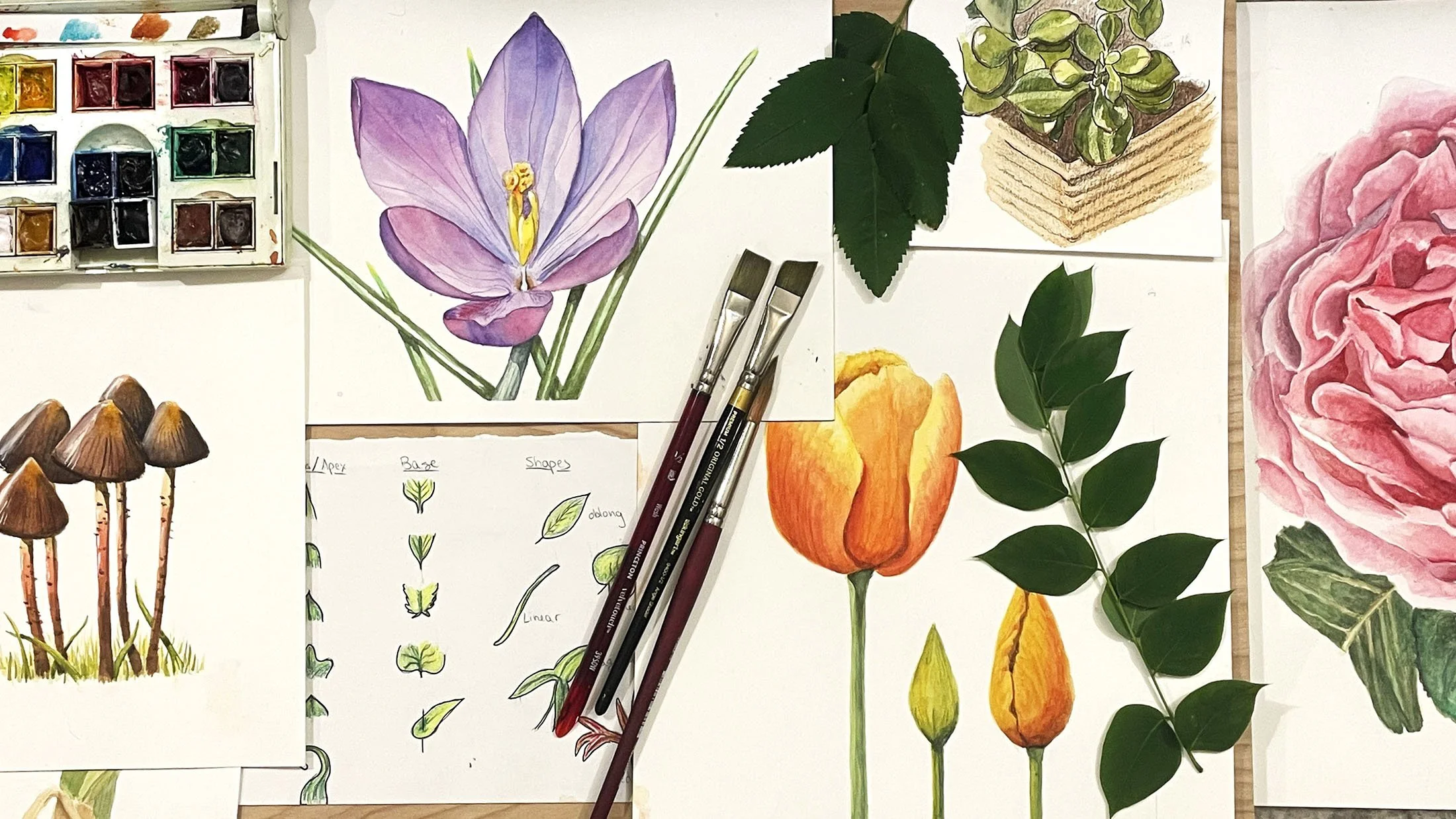 Botanical Sketching With Watercolors