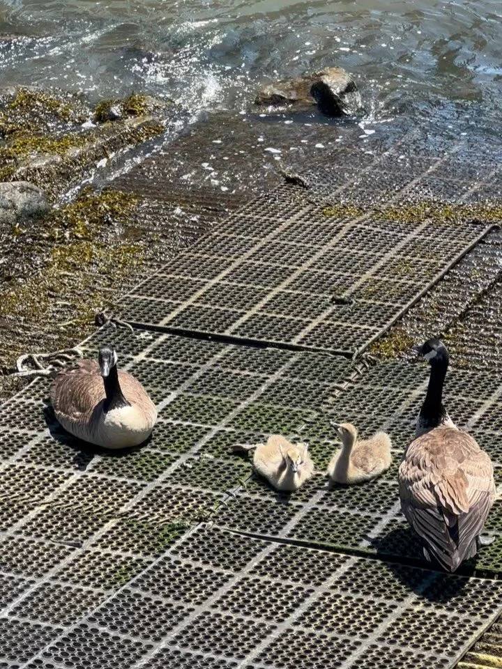 goslings are nesting nearby, their parents want to keep them safe so please keep your distance as they can be protective! Please don&rsquo;t feed geese (especially young geese) bread or human food as it can cause serious health issues like angel wing