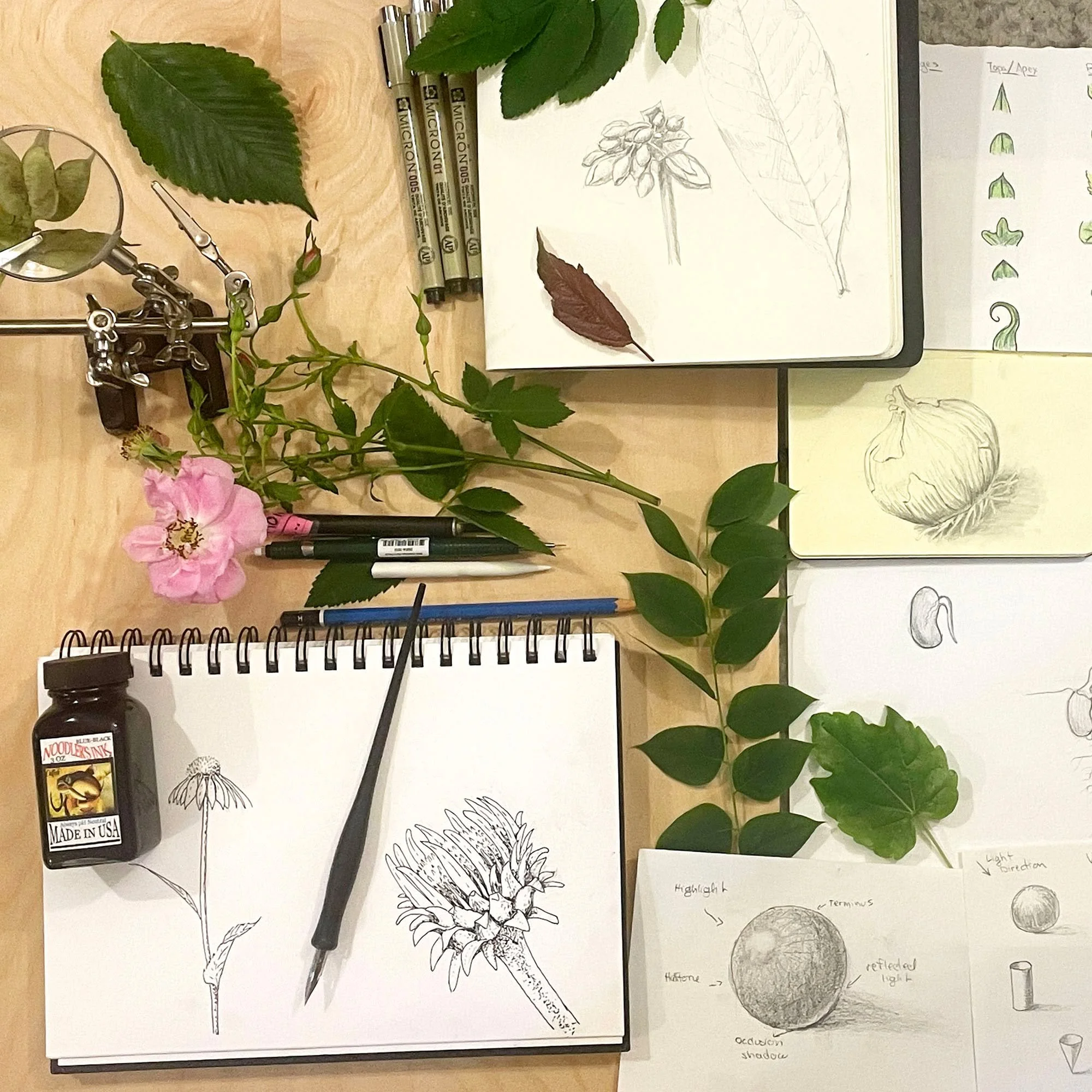Join us on Saturday, June 13th from 10:30AM - 1PM for Botanical Sketching with Pencil &amp; Ink!

*For teens and adults!*

In this adult beginner-friendly introduction to botanical sketching, we&rsquo;ll begin with a brief classroom orientation befor