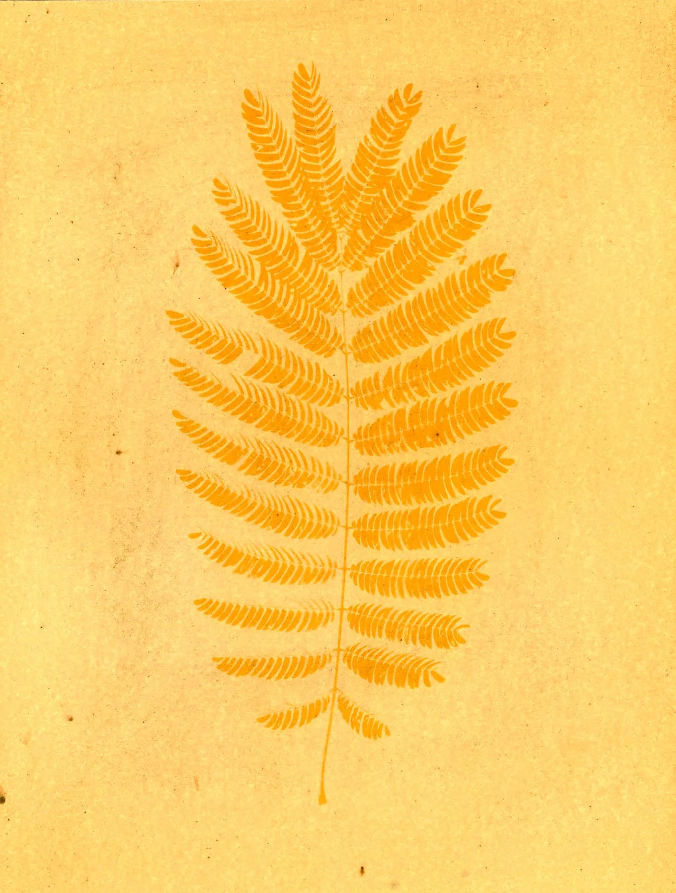 Turmeric Sun Print Workshop