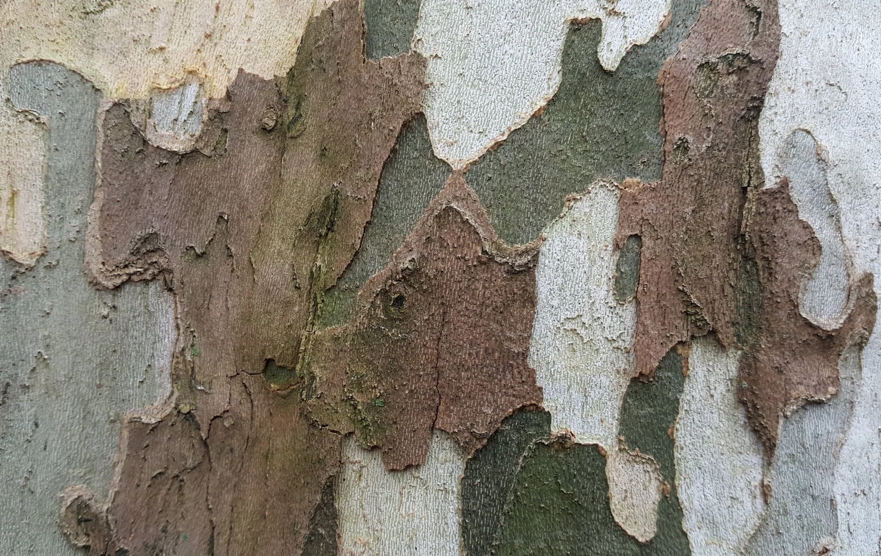 Tree Identification Walk