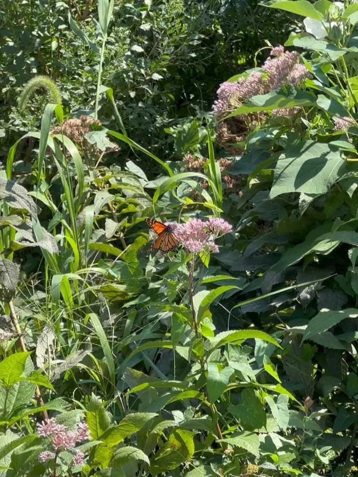 Monarchs fly back to Mexico from NYC every September. Before their big flight, they need a lot of food to sustain them. Milkweed is the only plant that monarchs will lay eggs on and also is one of their main food sources. Other food sources include g