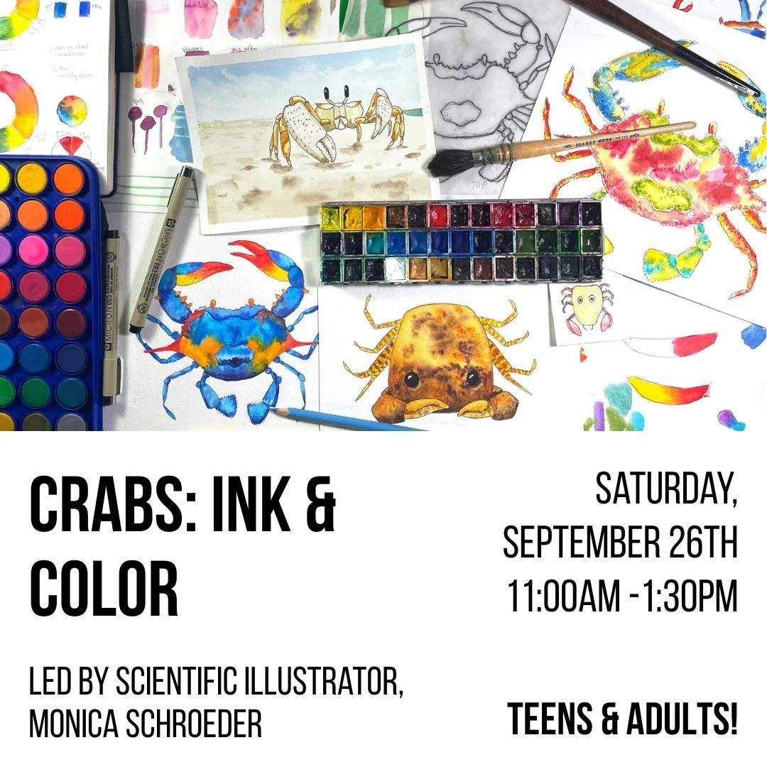 Join scientific illustrator and watercolor artist, Monica Schroeder, for Crabs: Ink &amp; Color!

In this STEAM-inspired workshop, we&rsquo;ll explore the surprising diversity of these crustaceans&mdash;from familiar local species to unusual crabs fr