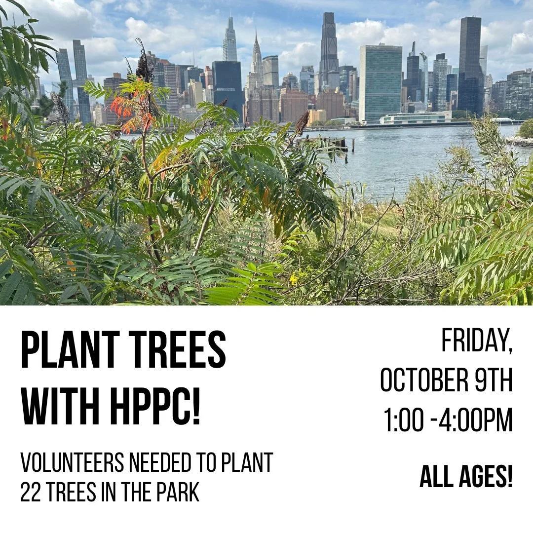 HPPC is thrilled to announce that we're working with NYC Parks to add 22 trees to Hunter's Point South Park, which we're asking the community to help us plant! We'll replace a dead cherry tree, complete the empty tree pits on Center, and replace some