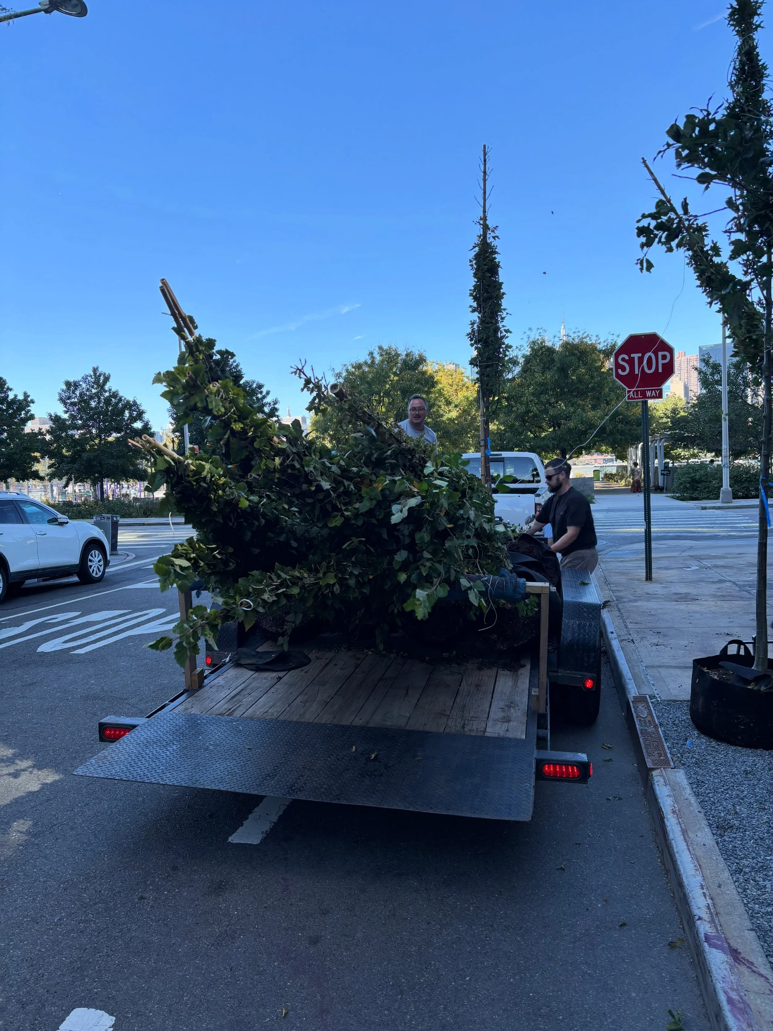 Join HPPC in planting 30 new trees in Hunter&rsquo;s Point South Park tomorrow from 1-4pm! 
The trees we will be planting are Birch, Honey Locust, Box Elder, Plane Tree and Box Elder. You can sign up through the link in our bio :)