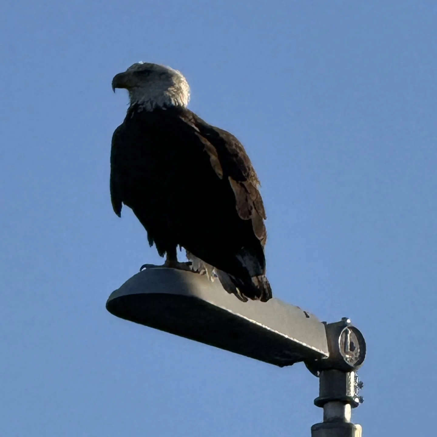 A bald eagle was spotted this morning at 55th and Center Blvd. This is probably the same bird that has been seen at @marshapjohnsonstatepark and elsewhere in the neighborhood recently. 

Bald eagles are one of the great environmental recovery stories